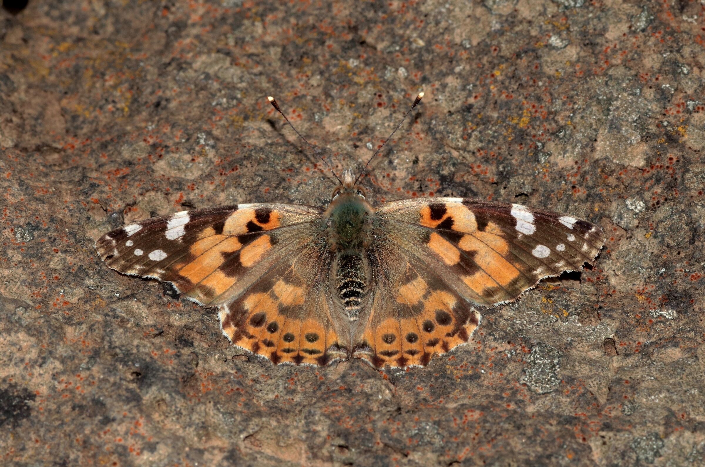 Vanessa Cardui