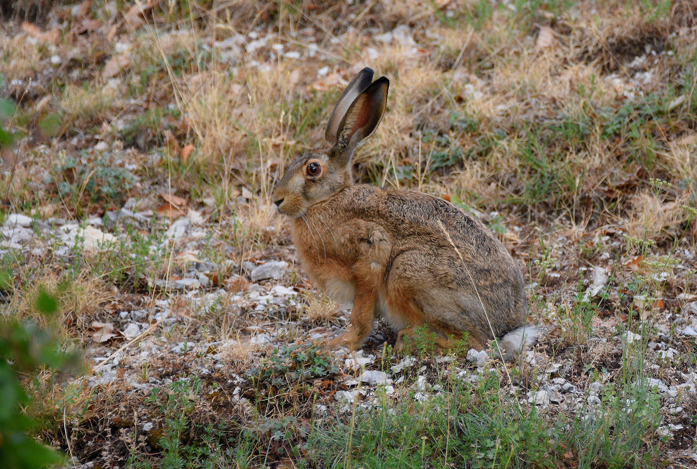 Lepre appenninica (Lepus corsicanus)