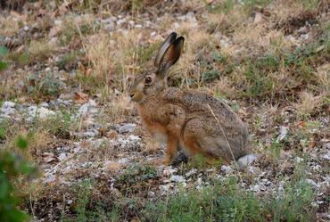 Lepus corsicanus