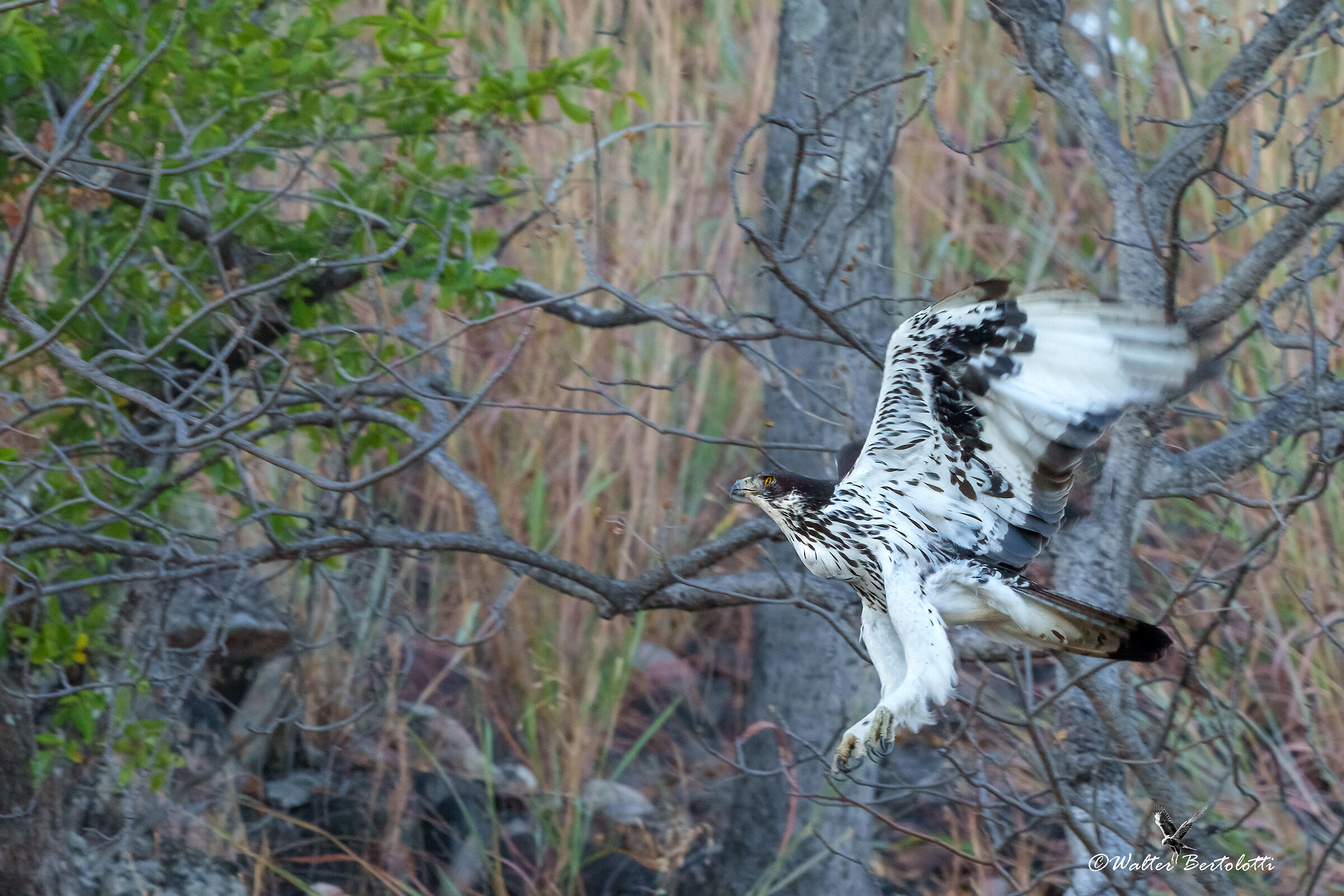 inseguimento tra i rami