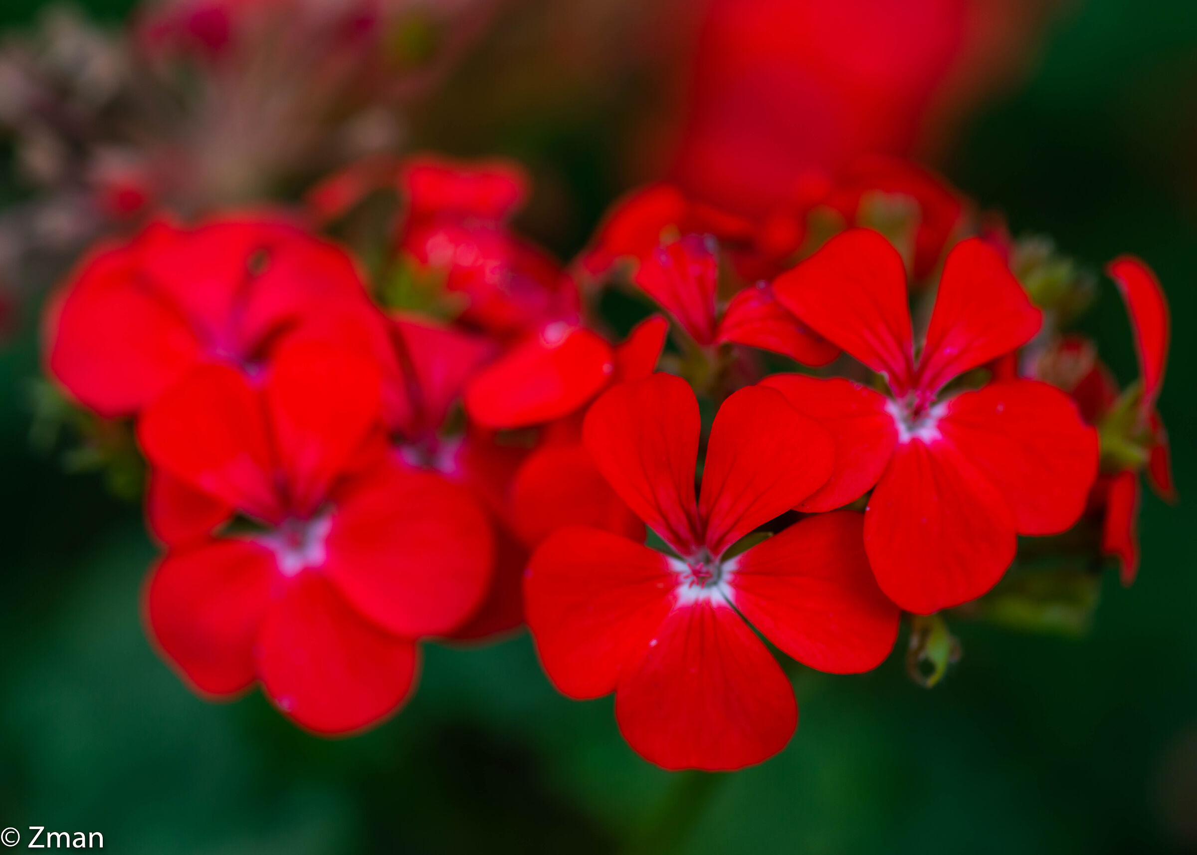 Red Geranium