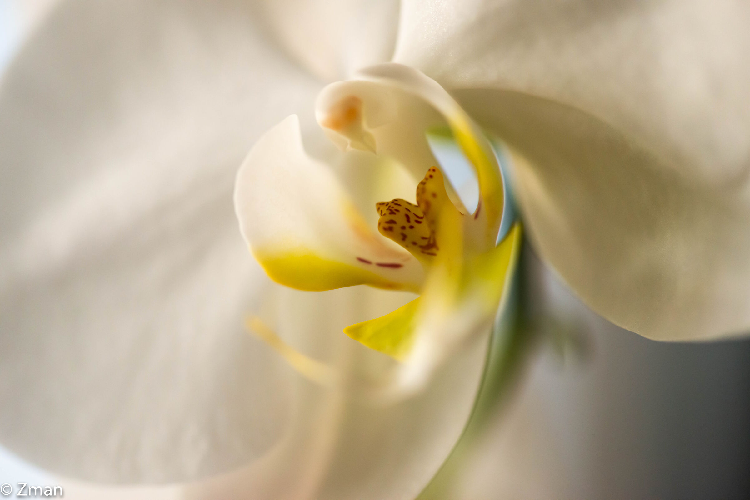 Orchid