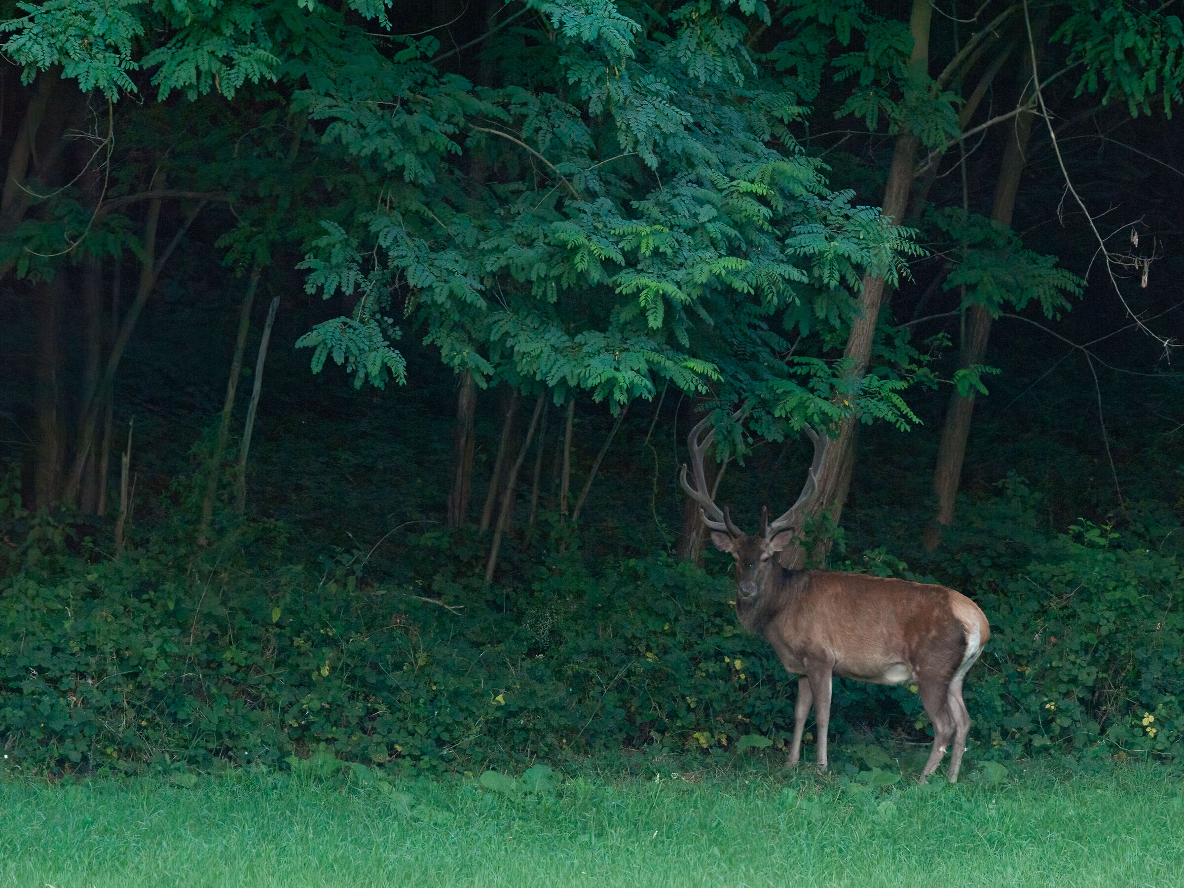 Incontro inaspettato