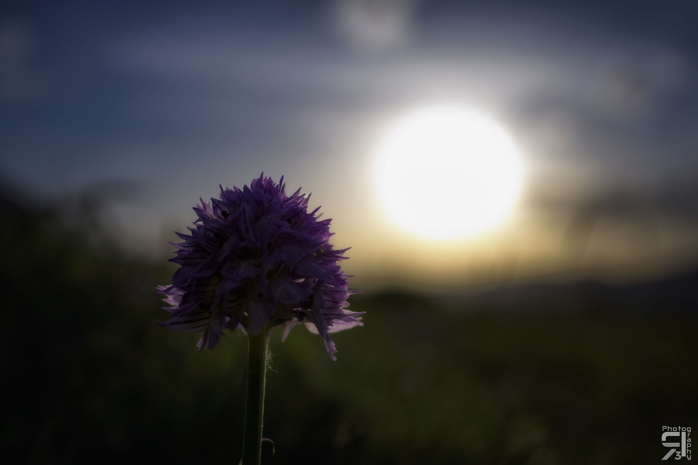 Flower at dawn