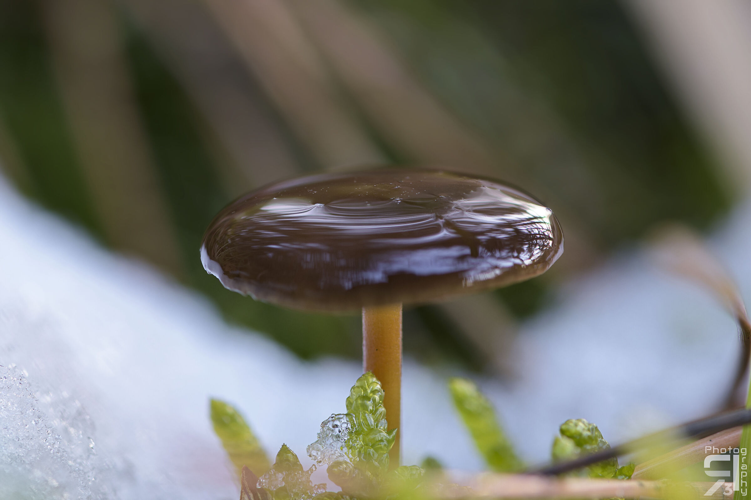 Mushroom in the snow