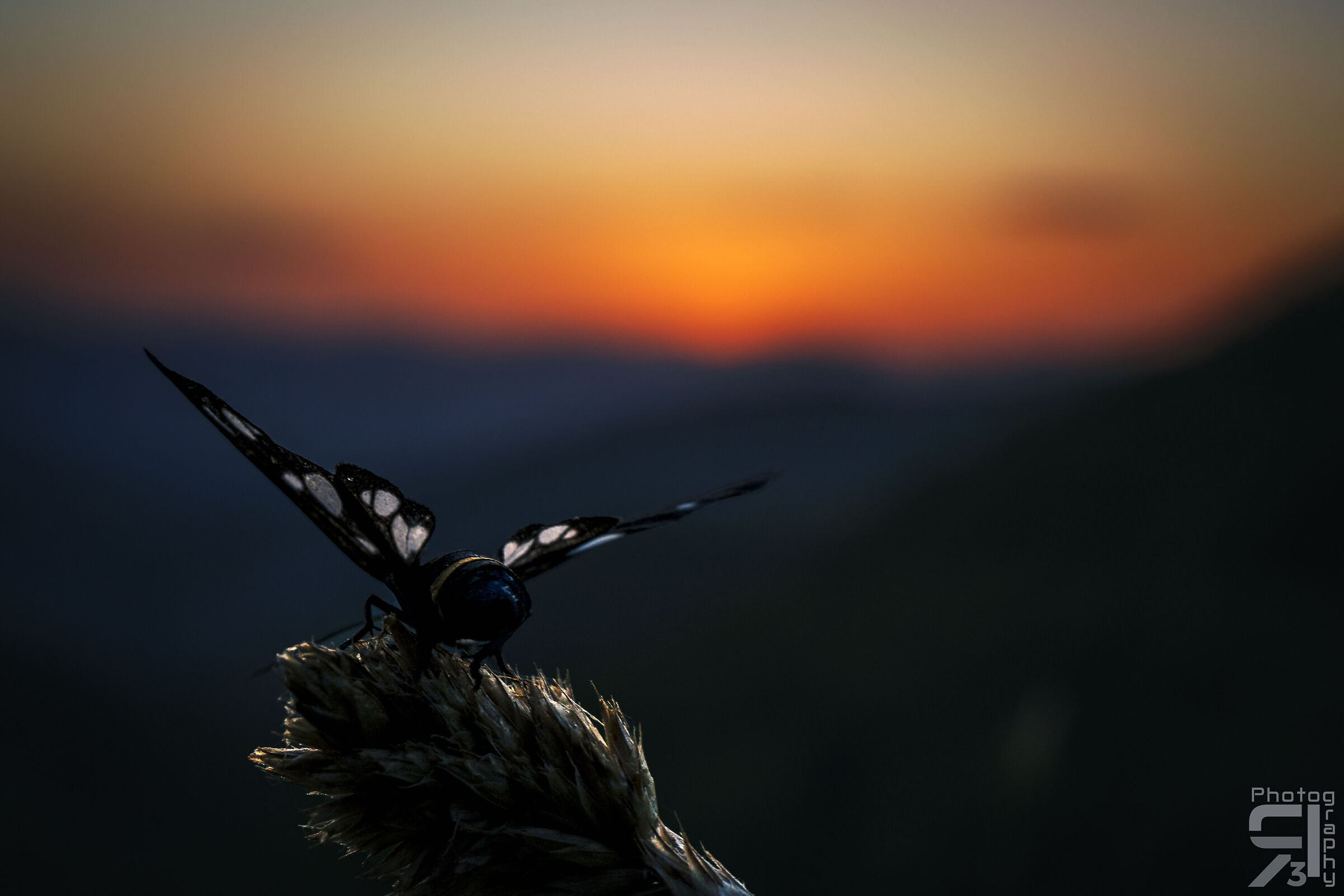 Golden hour with Amata phegea