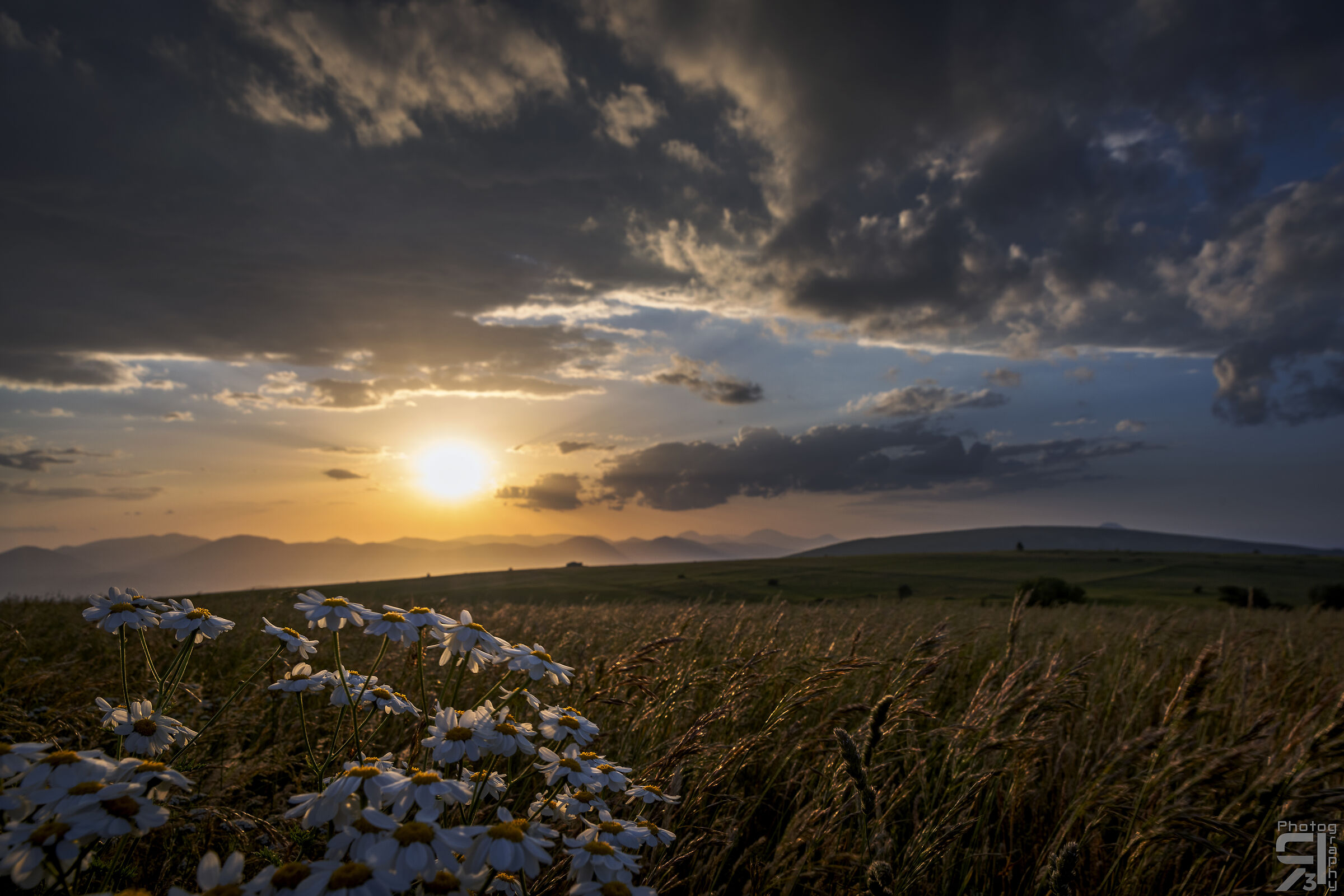 Daisies at sunset