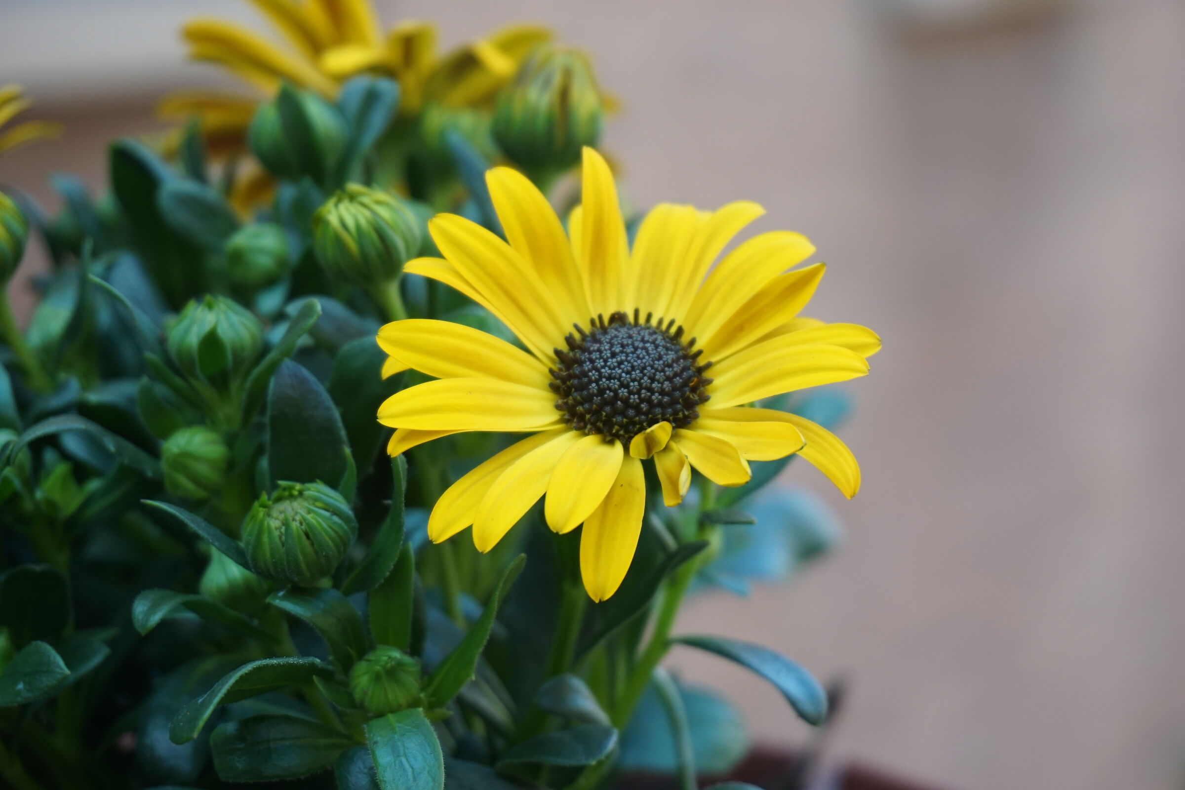 Un fiore non guasta mai