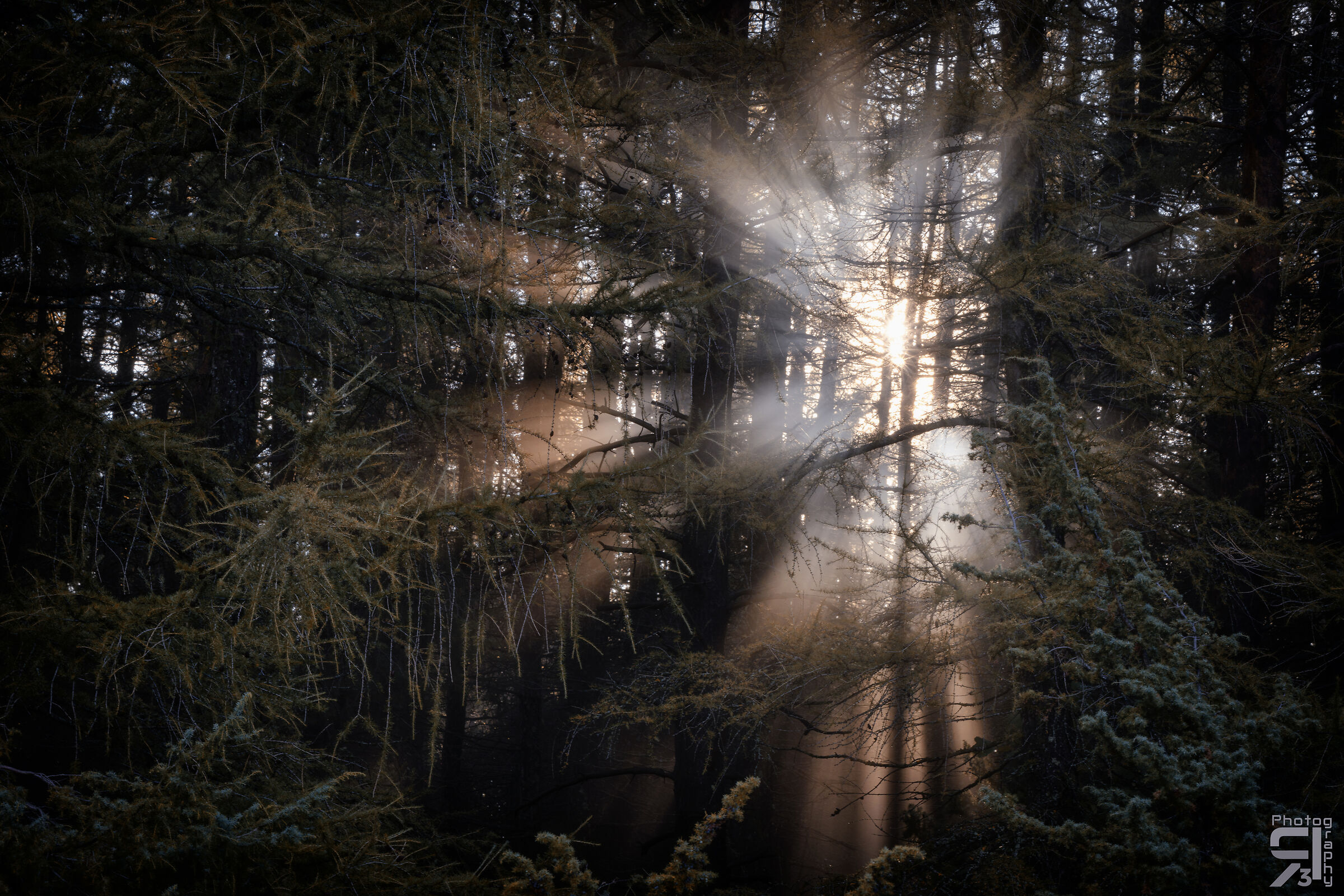 Primi raggi di luce nella pineta
