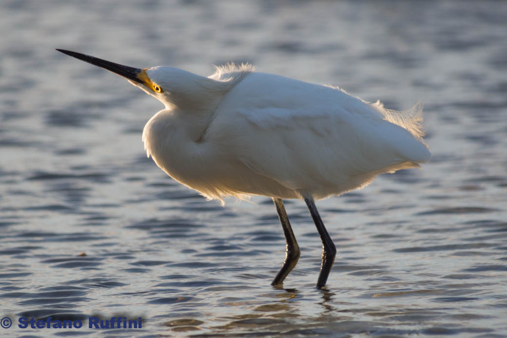 a pesca di gamberetti