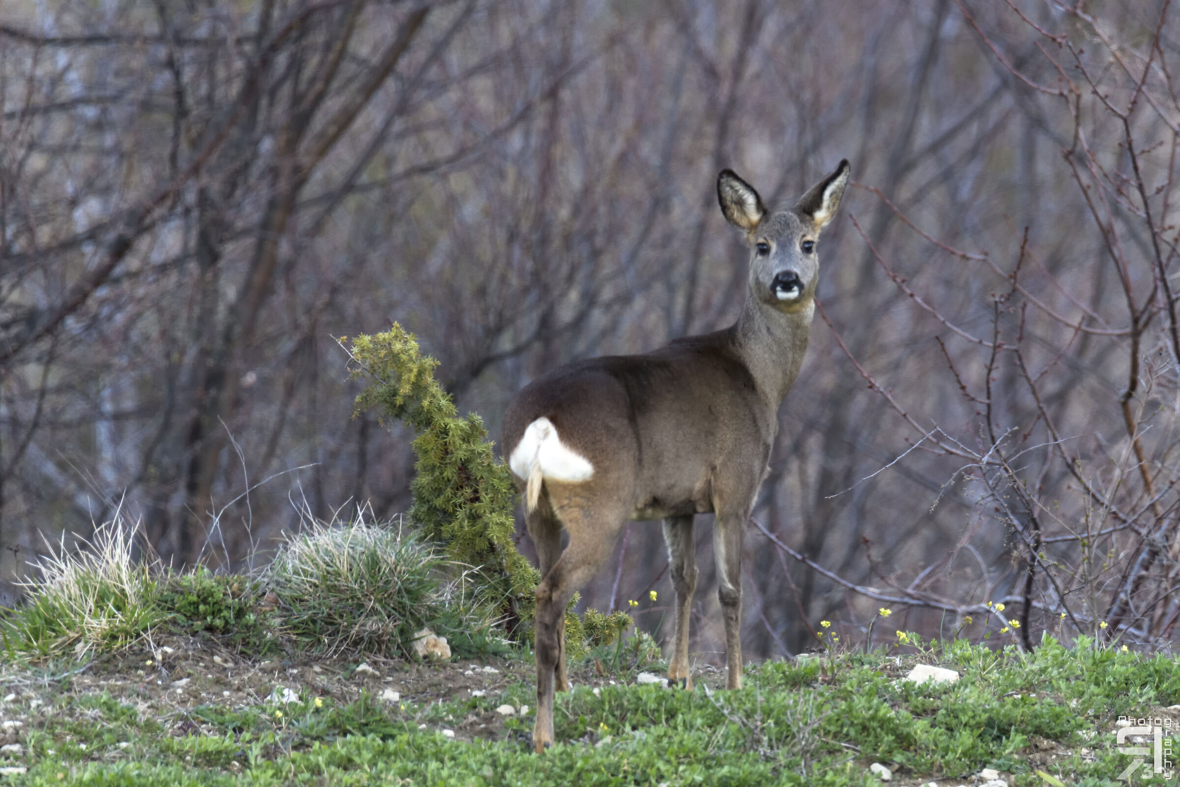 Capriolo femmina