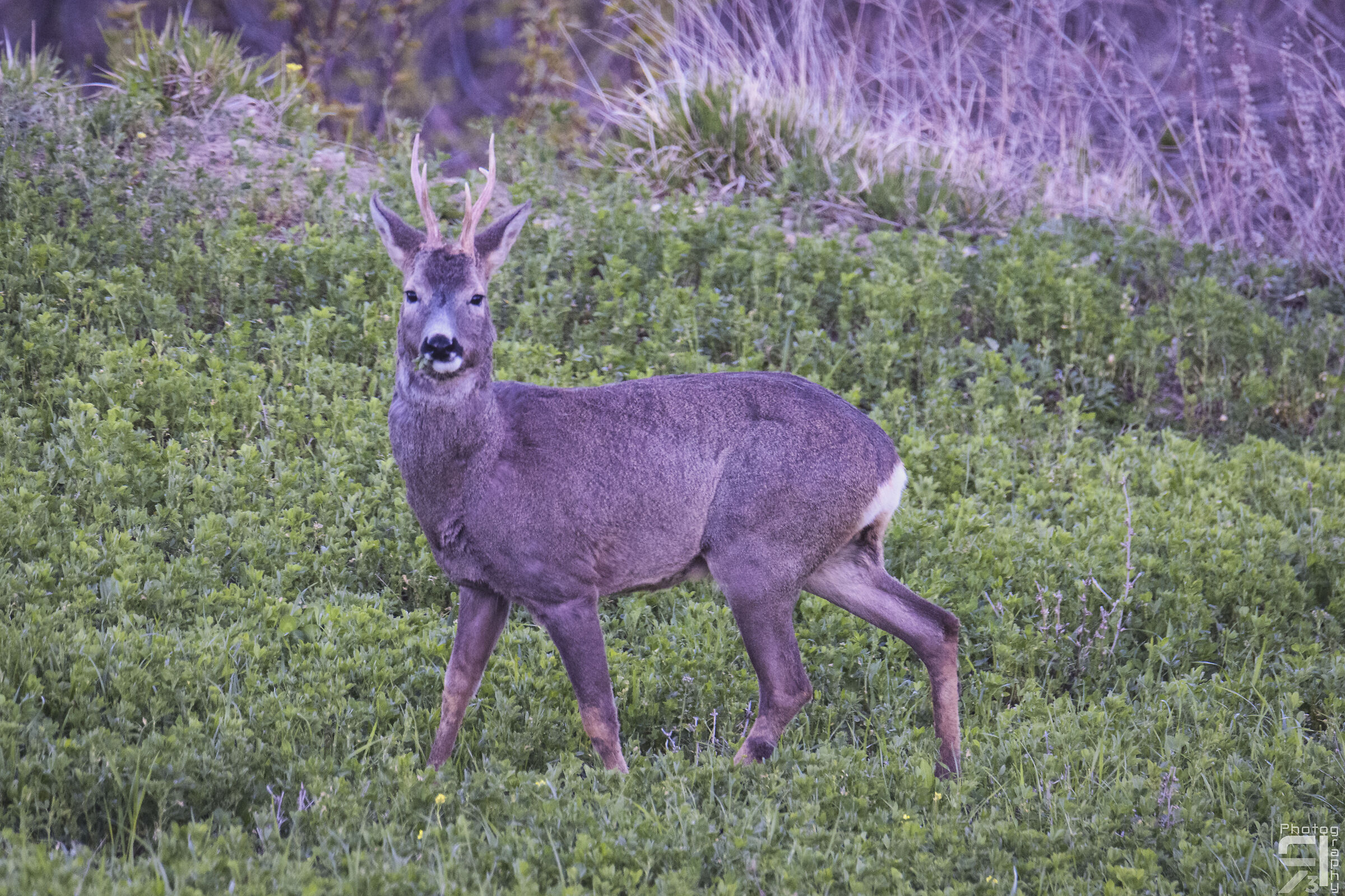 Capriolo maschio