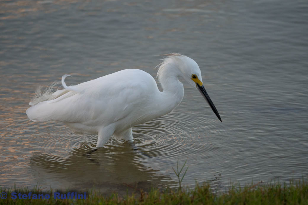 a pesca di gamberetti
