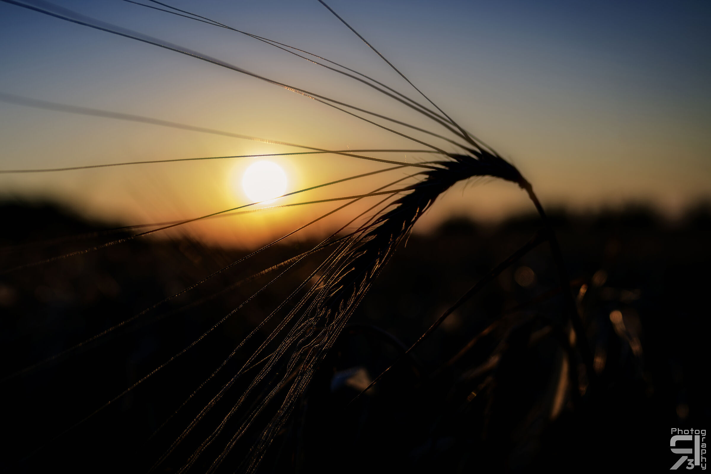 Spiga al tramonto