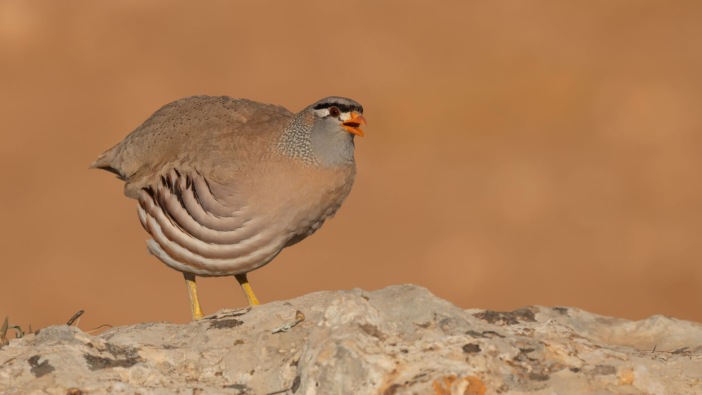 Ammoperdix griseogularis » See-see Partridge
