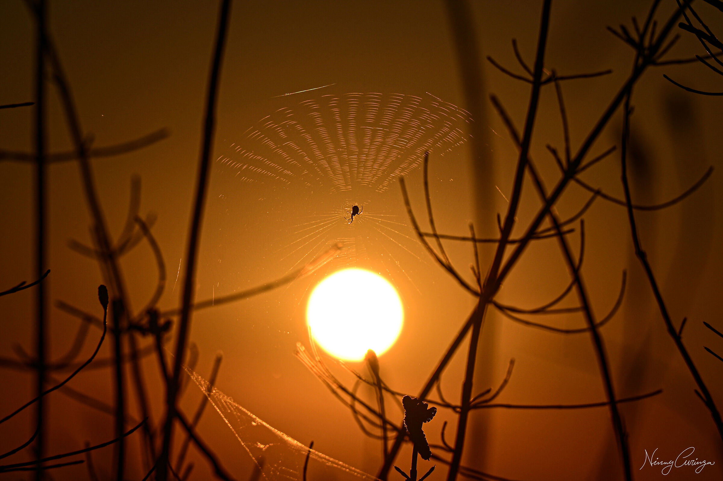 Spiders Sunsets and Afa