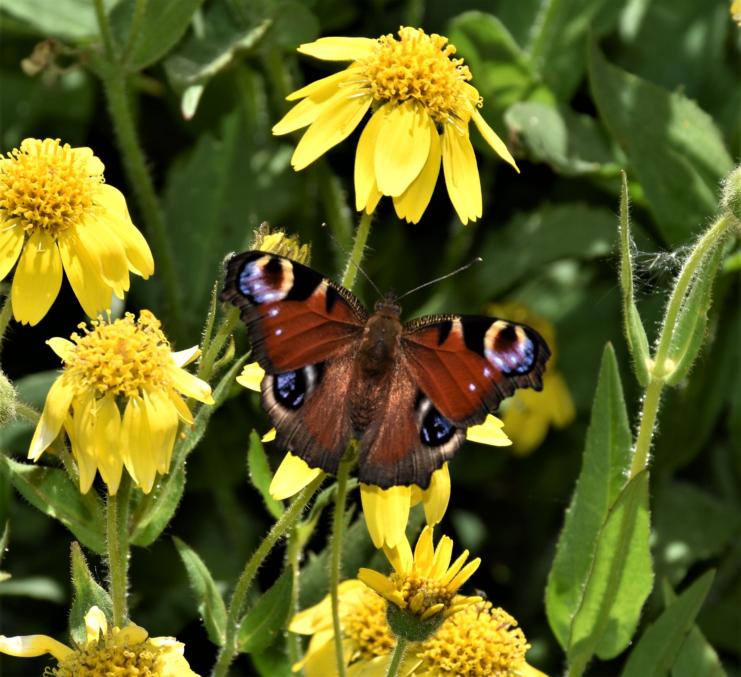 Farfalle giardino botanico Chanousia