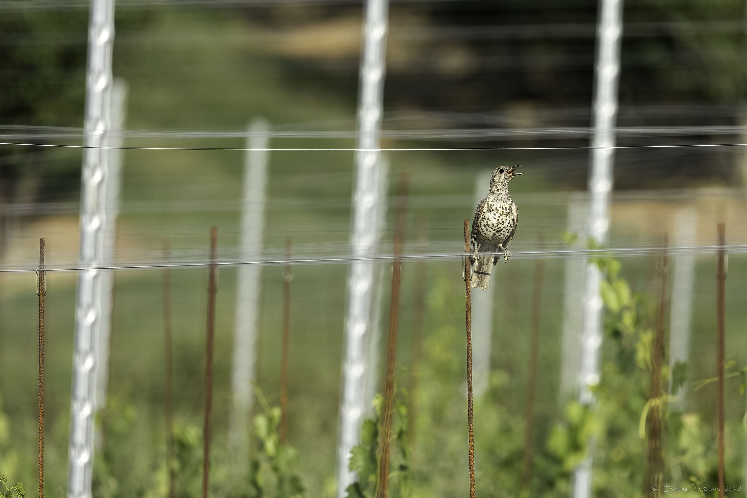 Tordo accaldato in vigna...