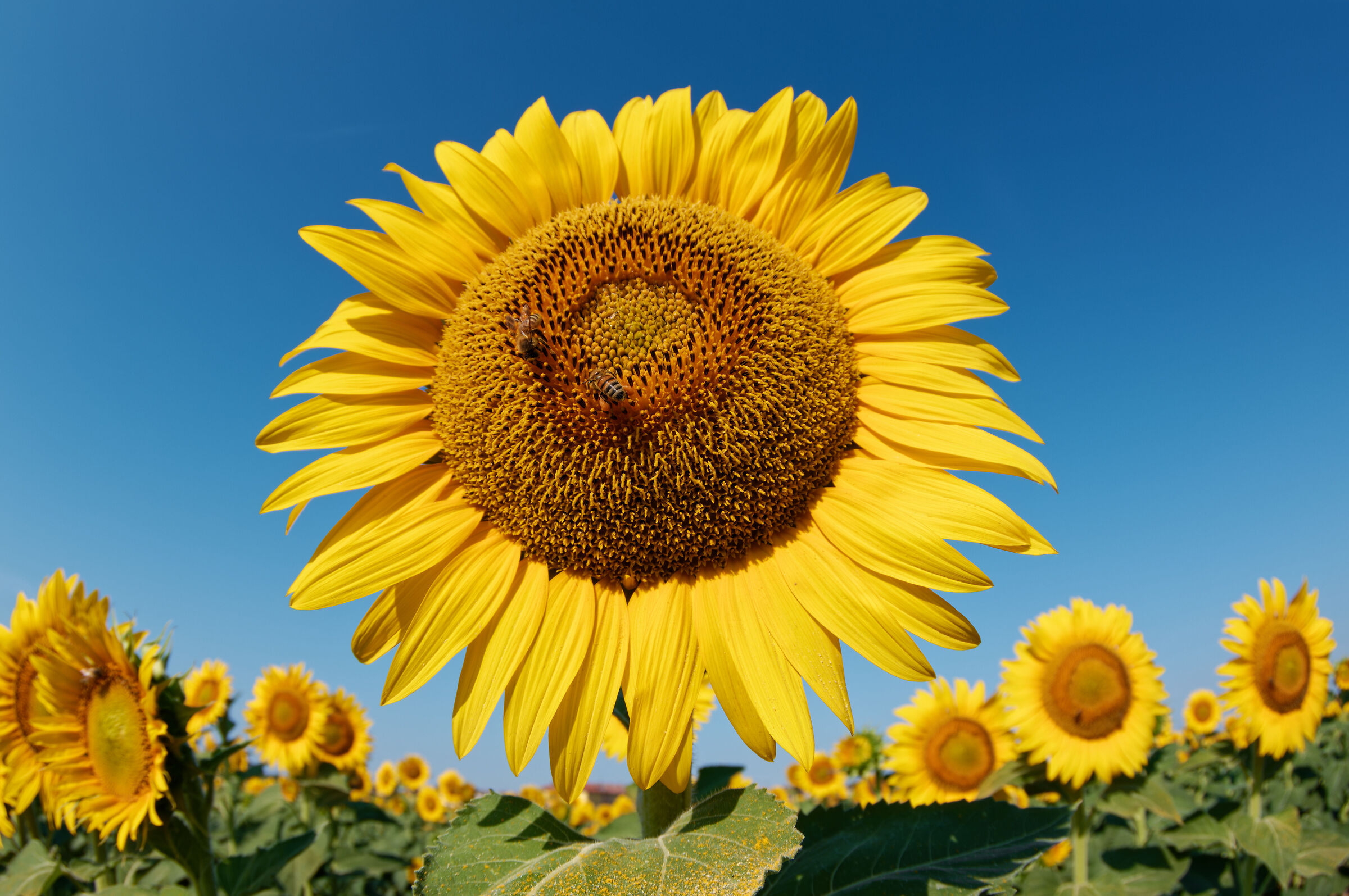 Sunflower with 1 guests