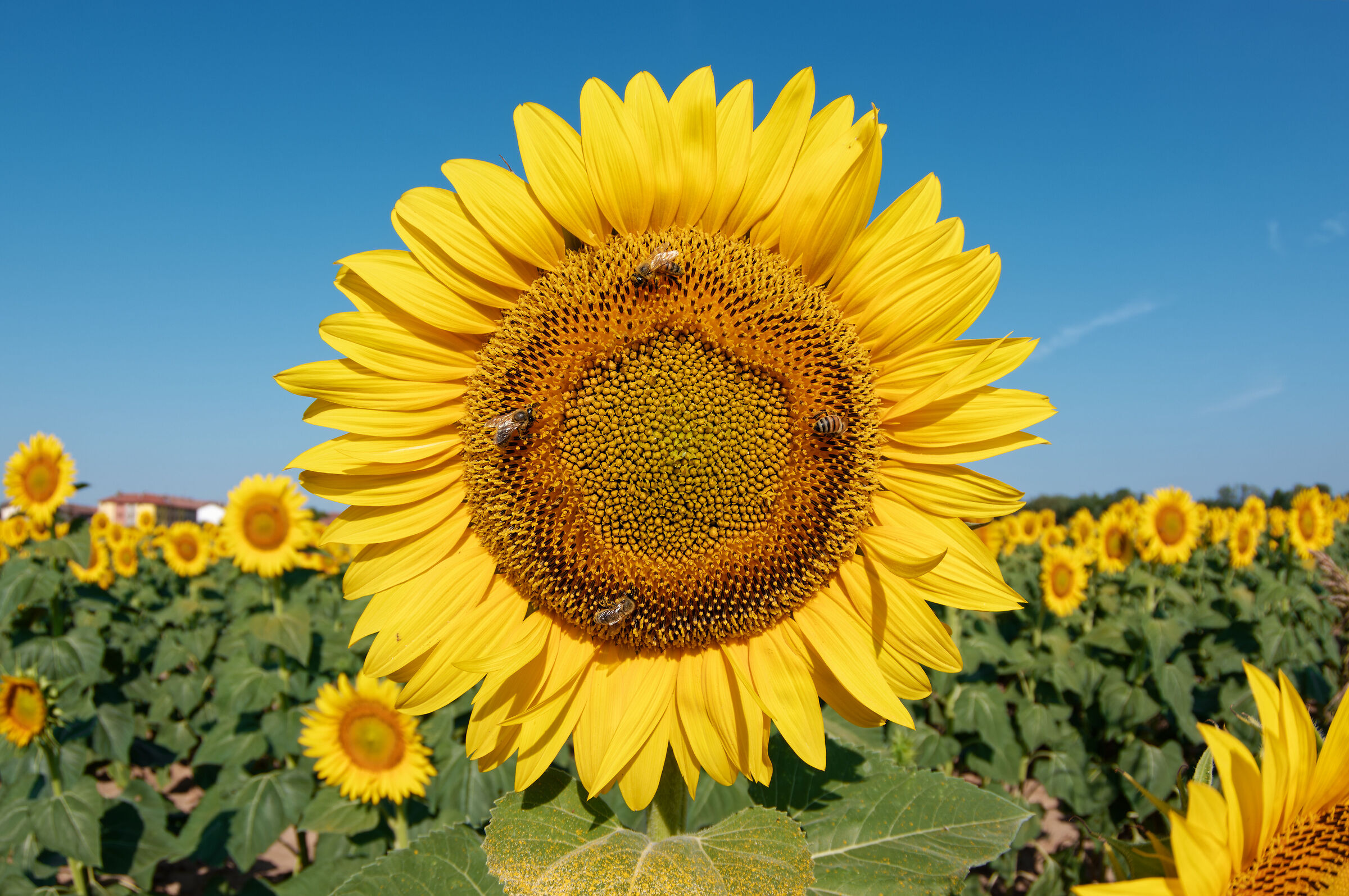 Sunflower with 2 guests