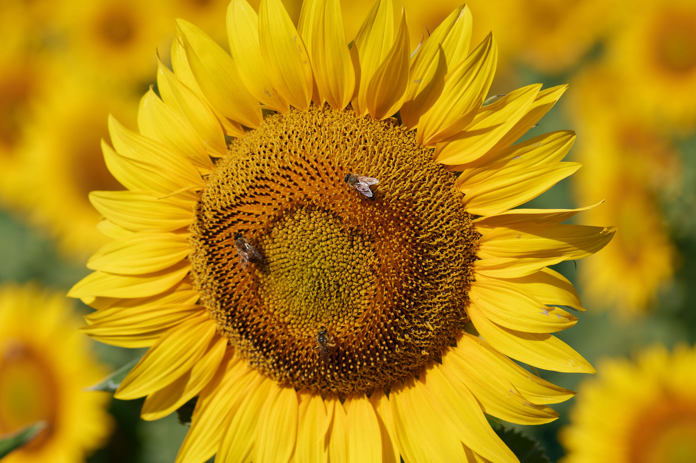 Sunflower with 3 guests