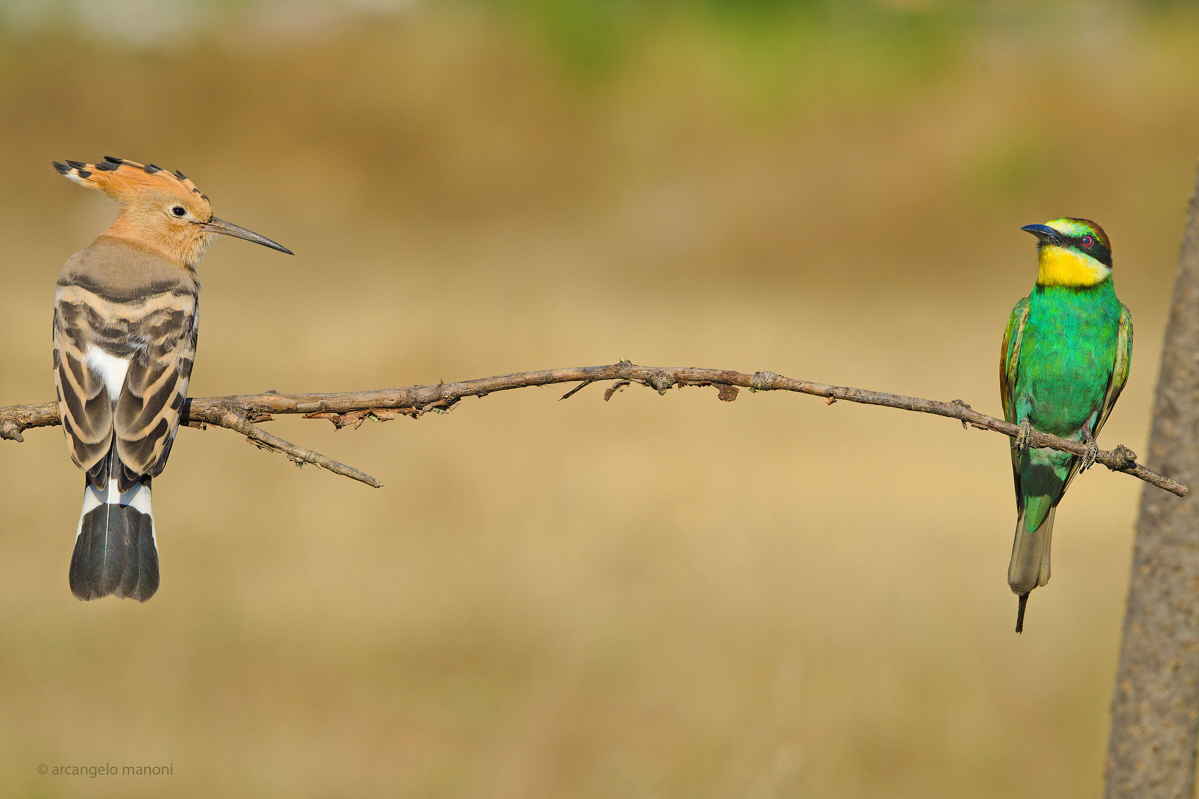 Upupa VS gruccione. Chi è il più bello?