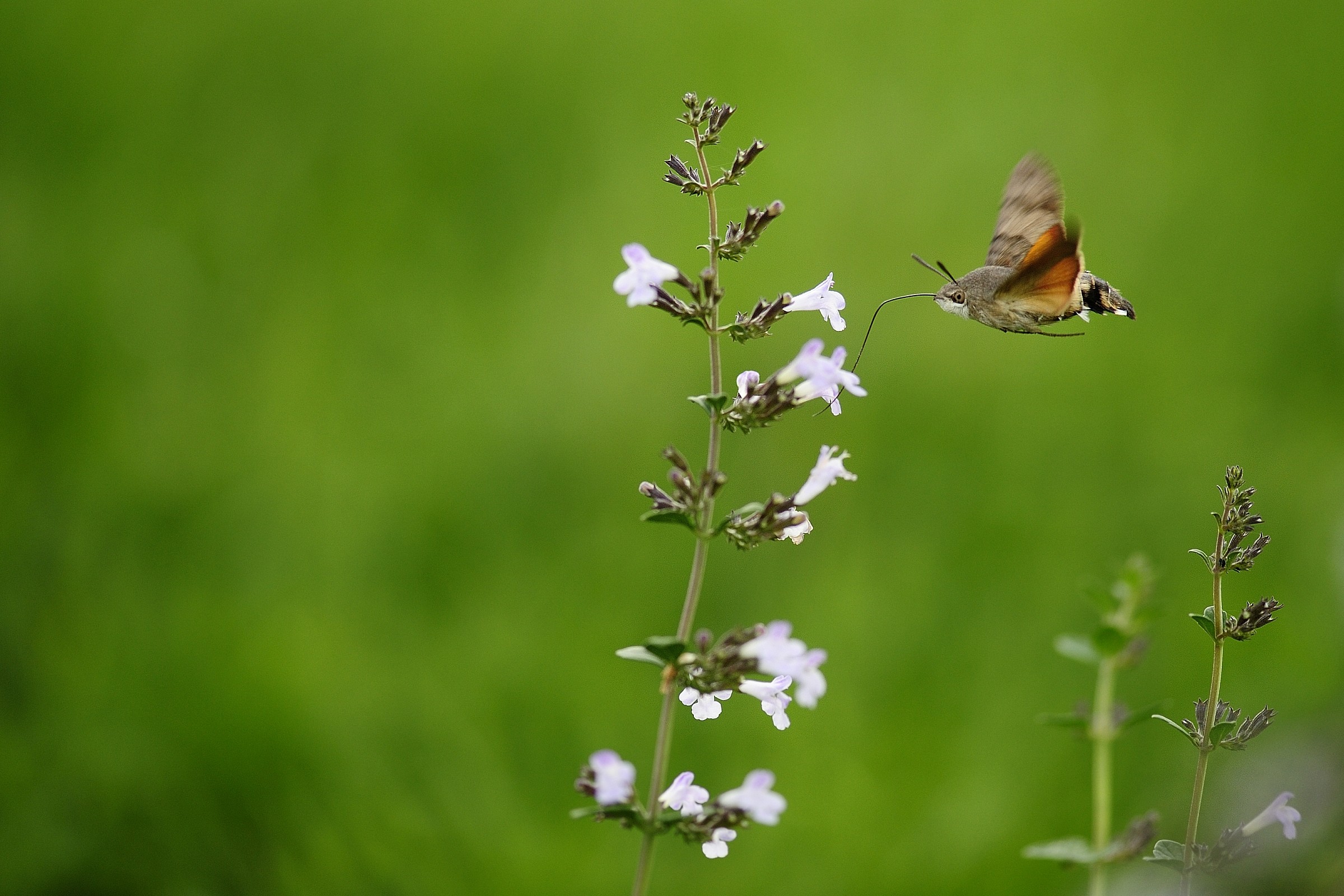 Macroglossum stellatarum