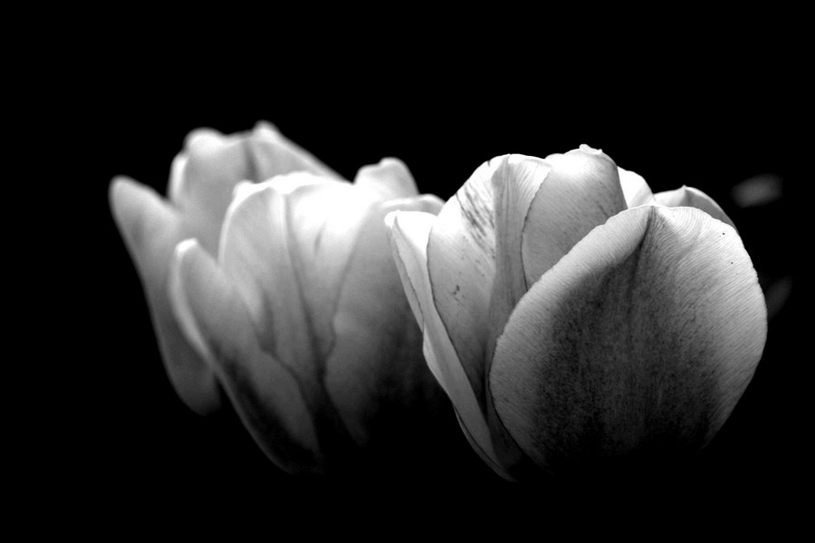 dininuendo between the tulips