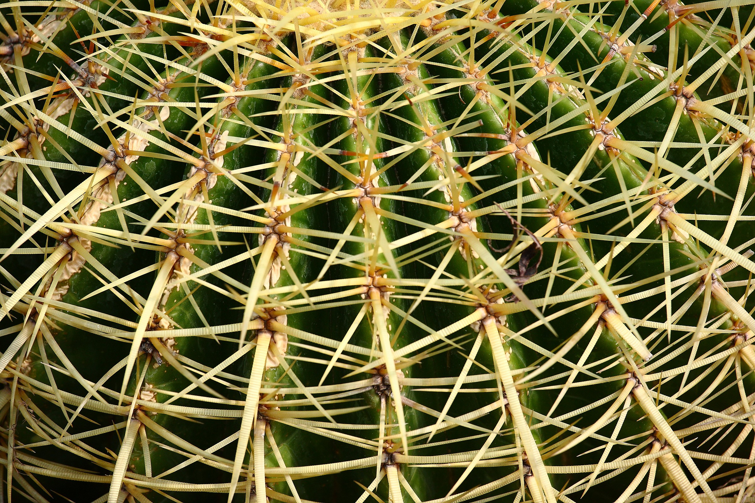 Architectures natural