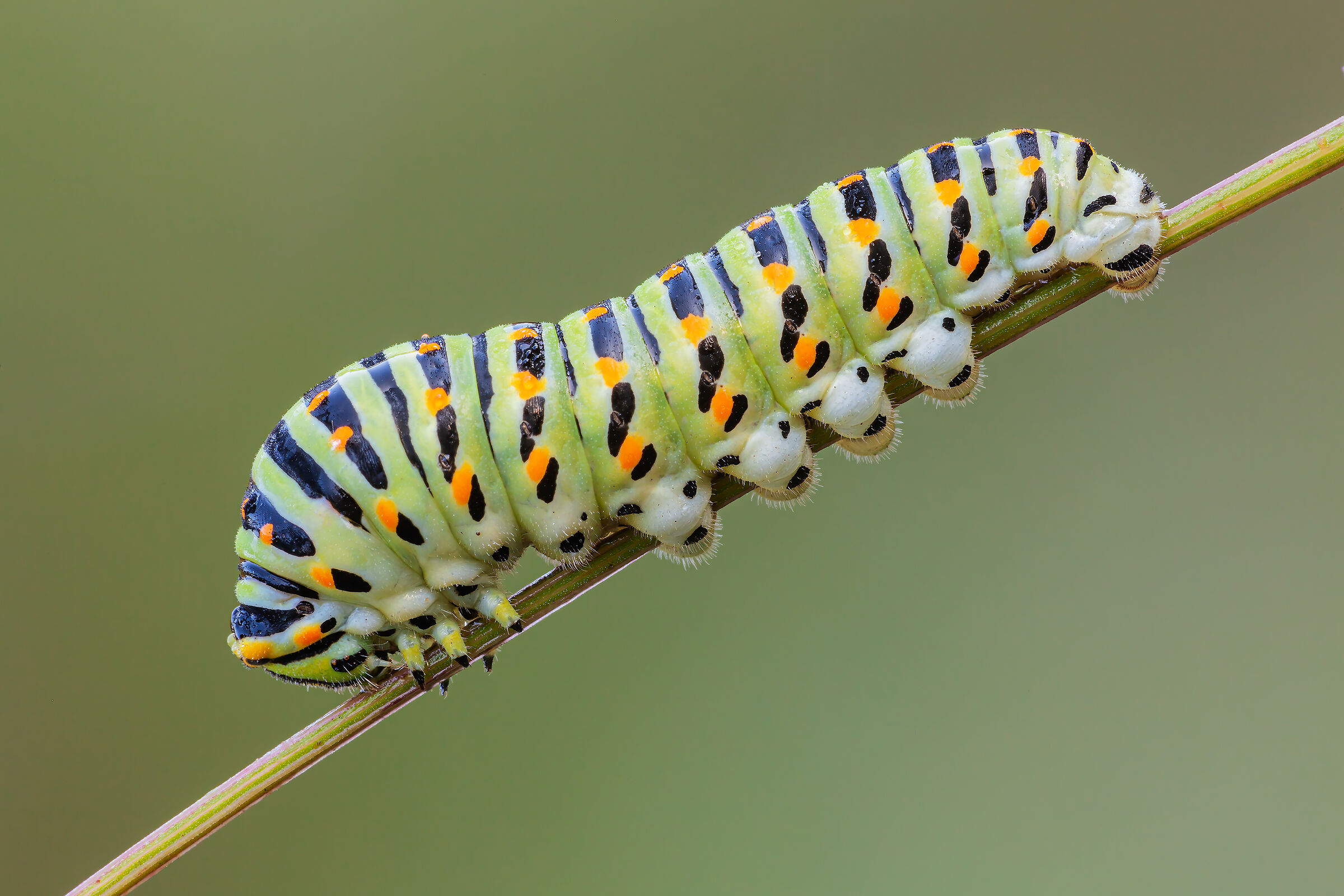Macaone caterpillar