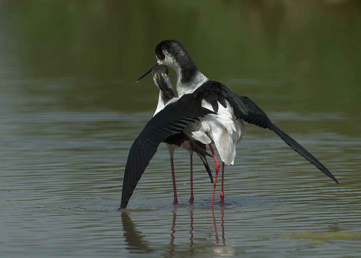 knights of Italy: after mating