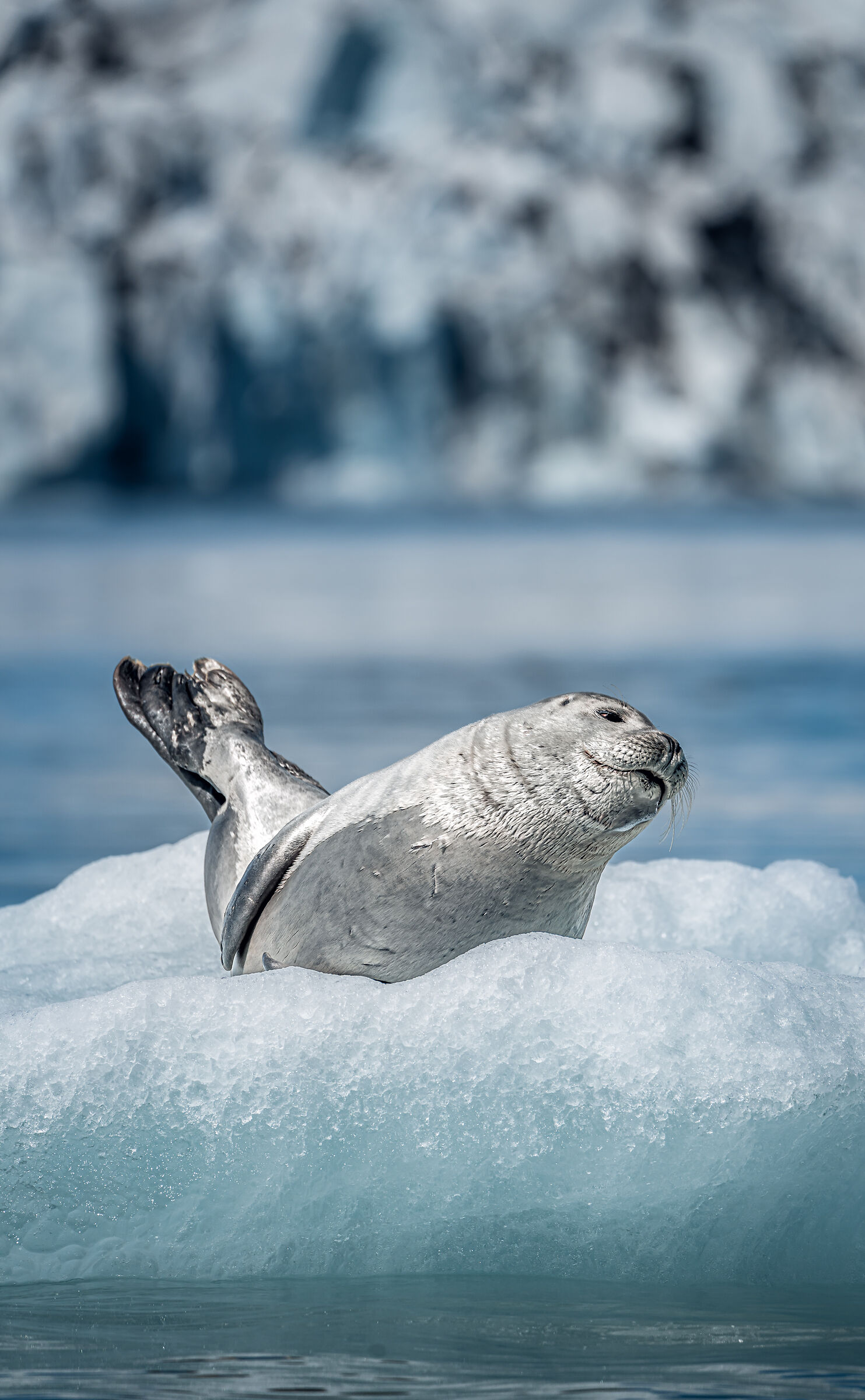 I'll pose for you! Snap me!