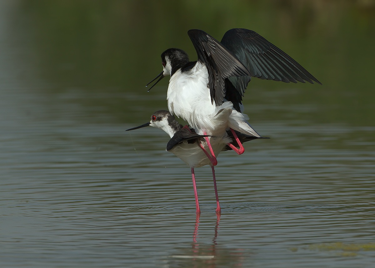 knights of Italy: Coupling