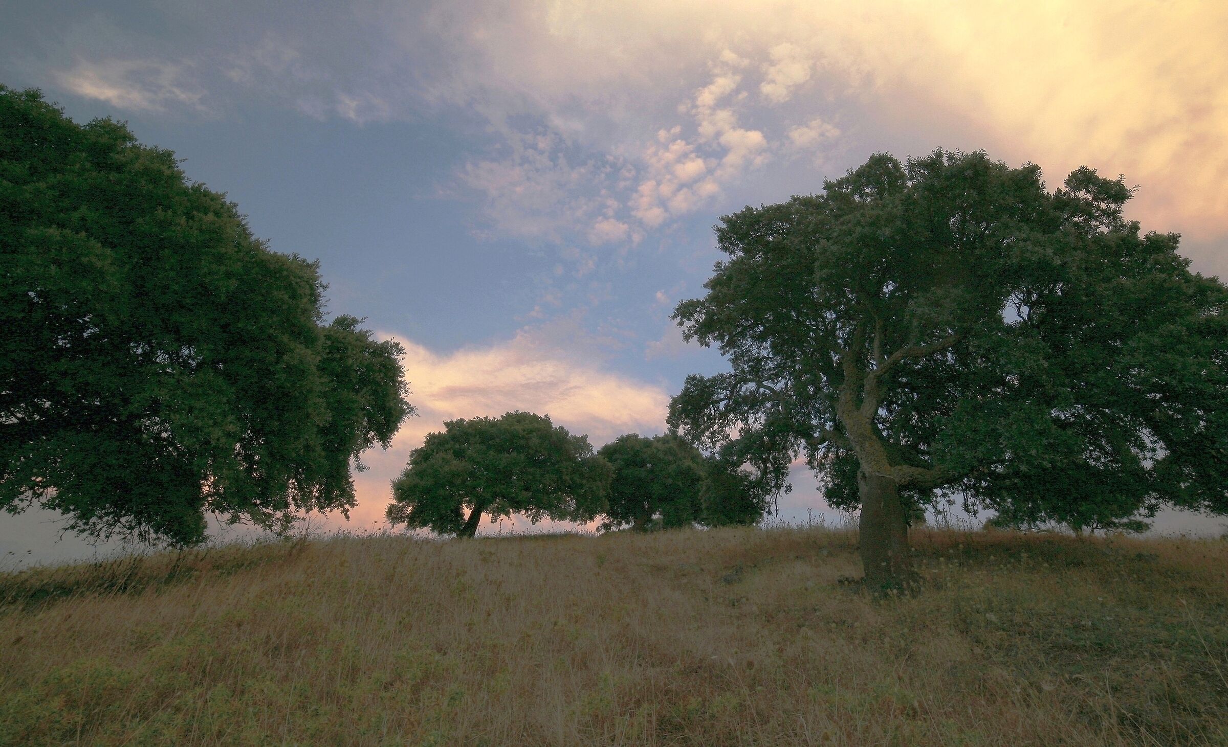 Summer, trees and a sunset
