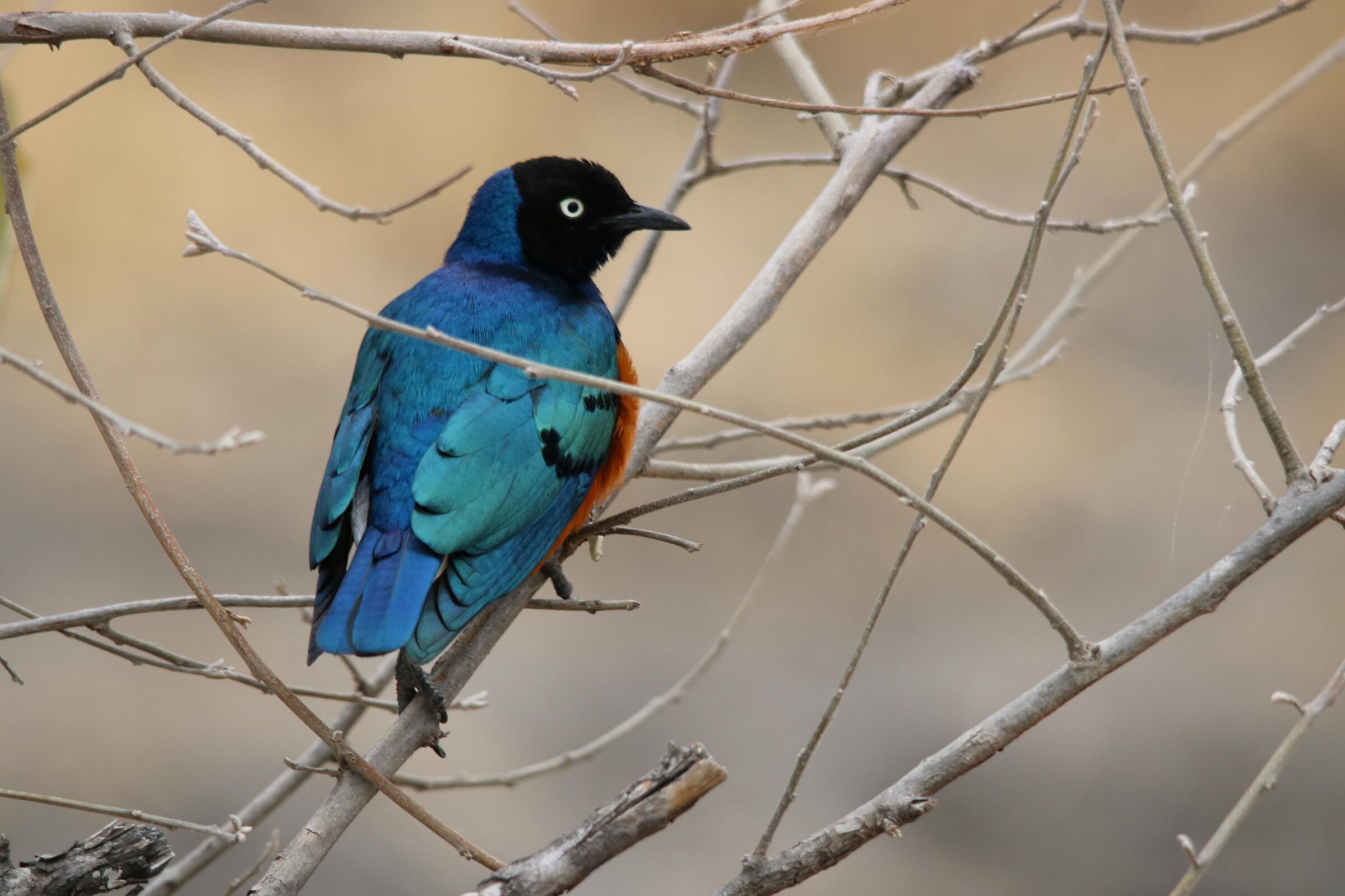Superb starling