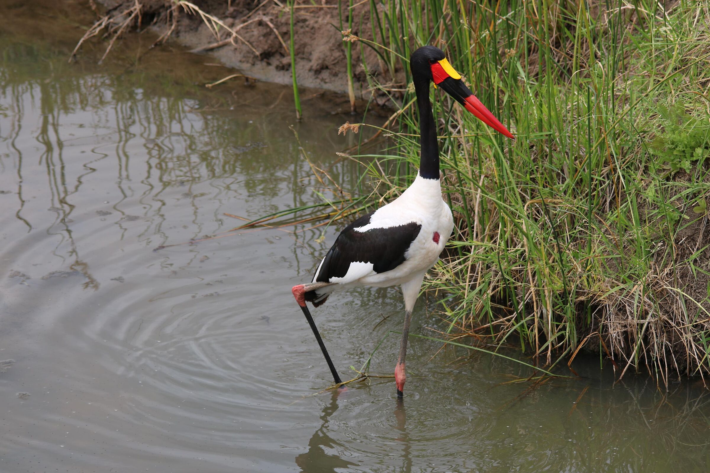 Saddled stork