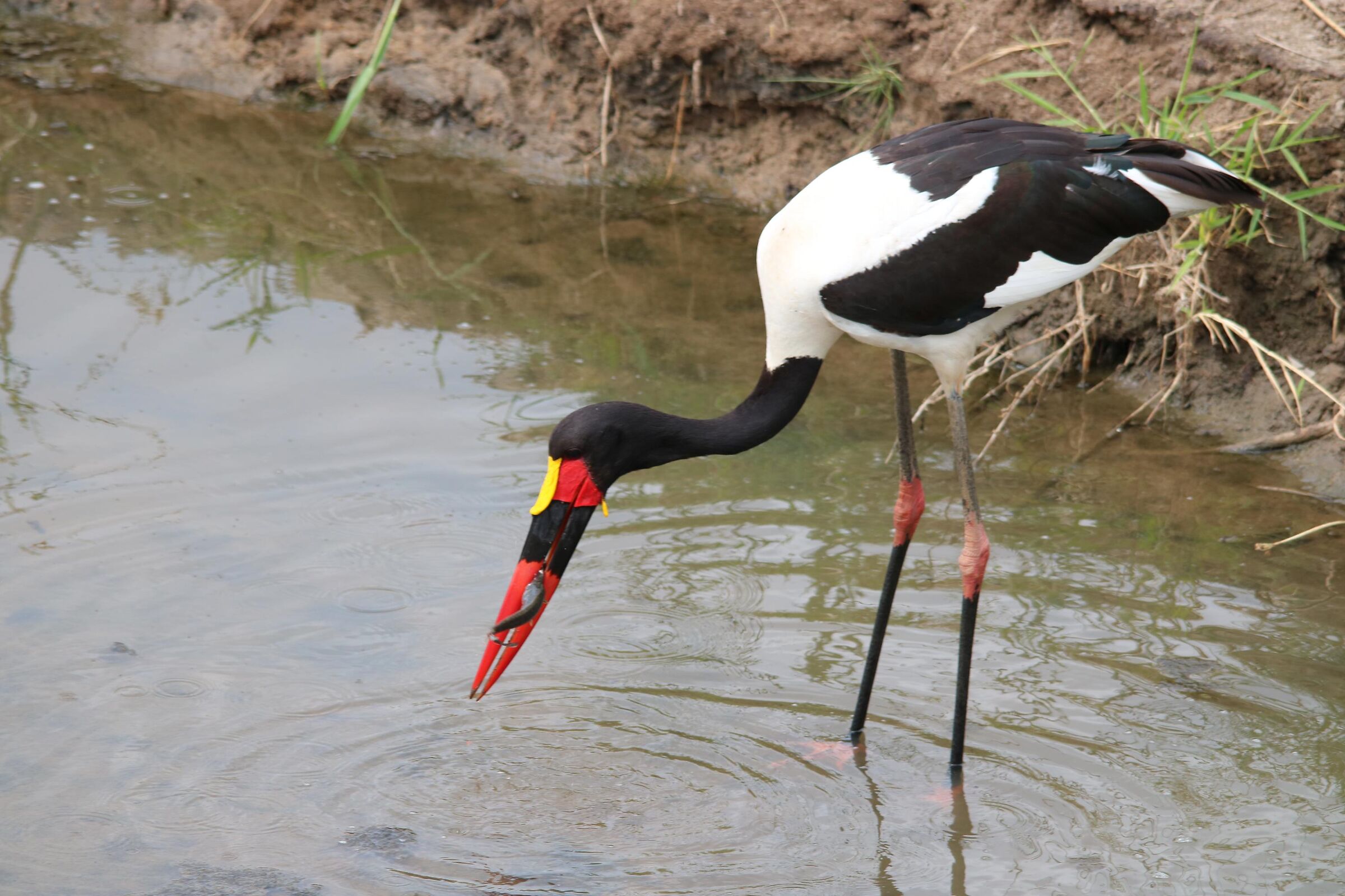 Saddled stork ... for lunch