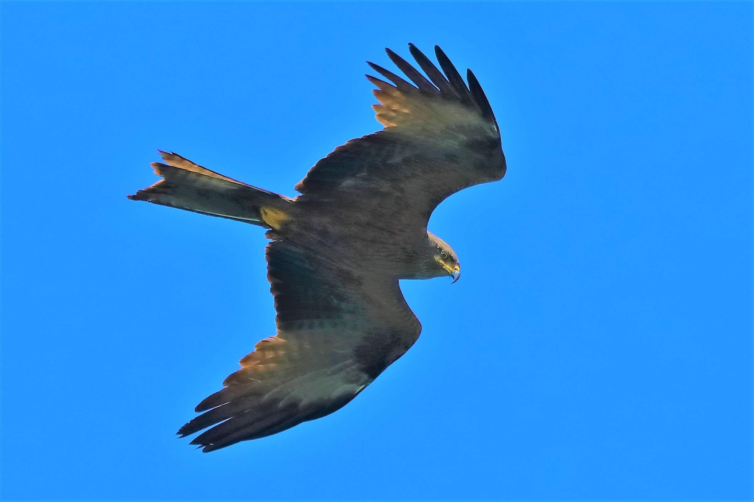 Nibbio bruno 10-06-2022