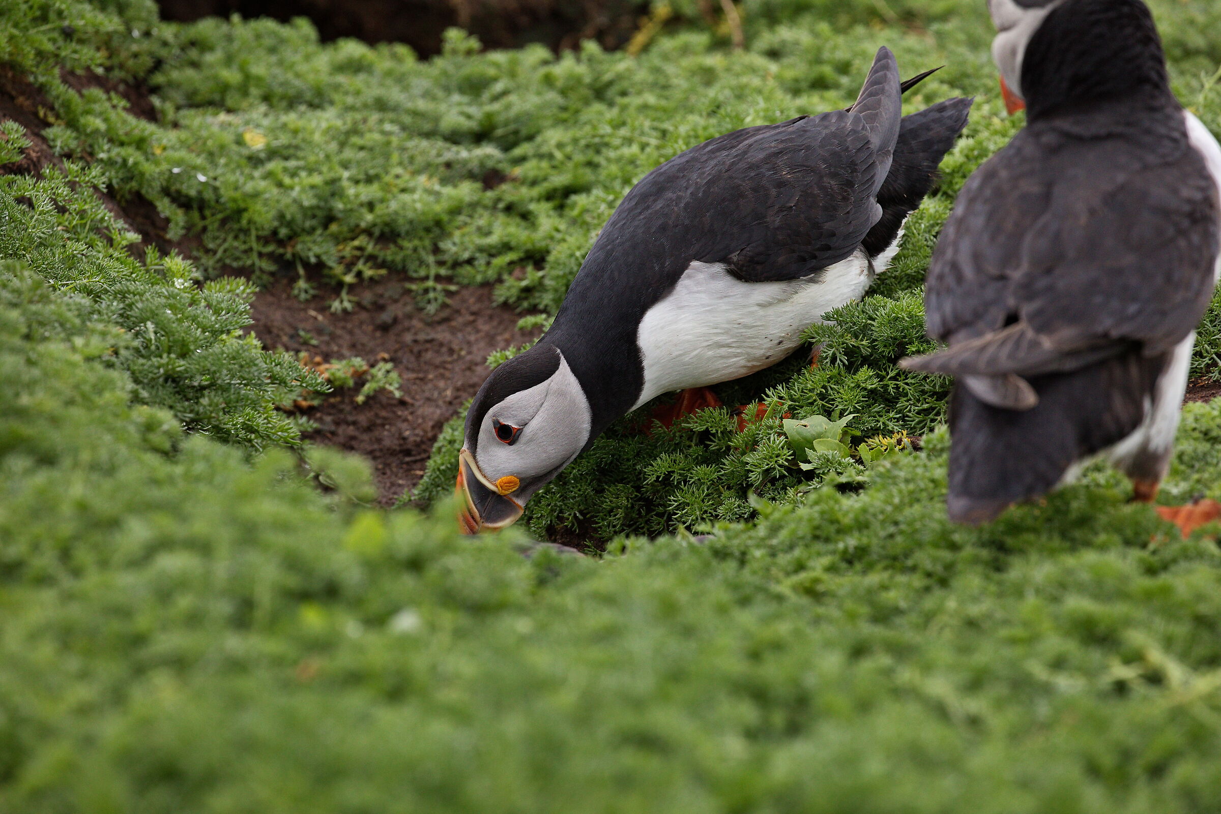 "Sì, mi pare che così vada bene!"