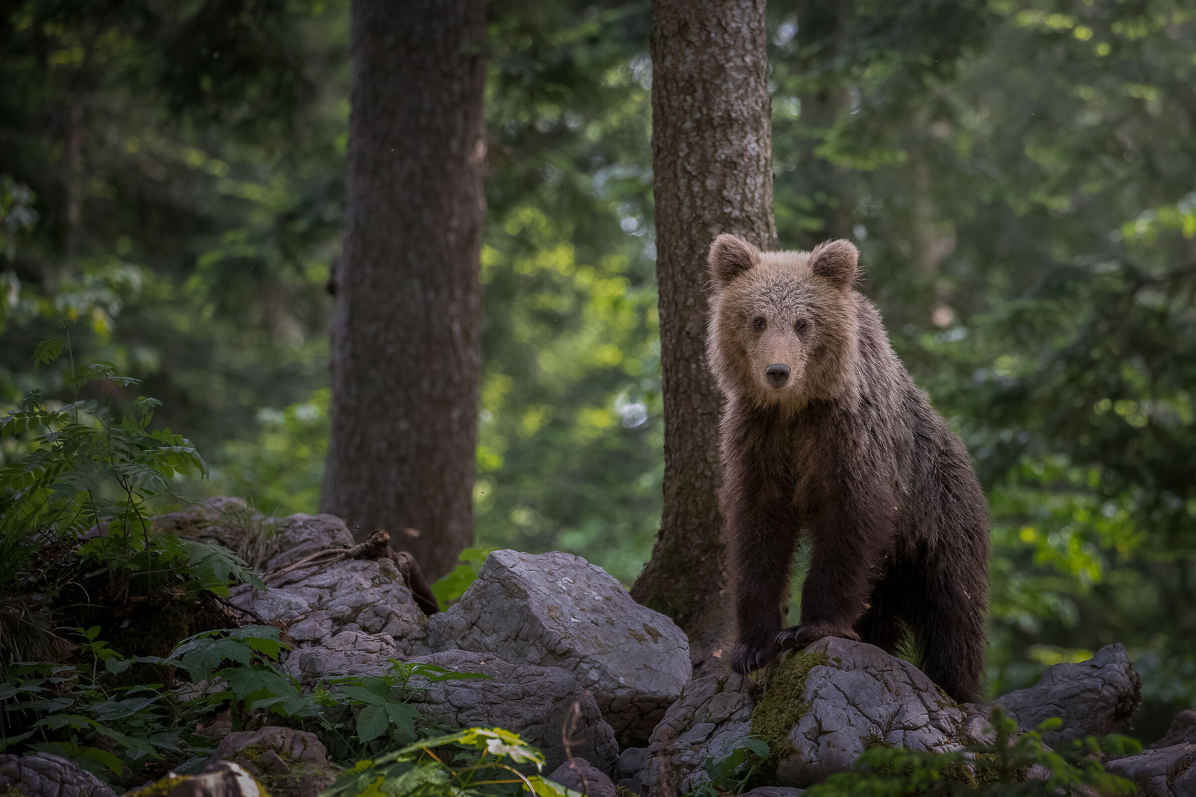 The Prince of the Woods