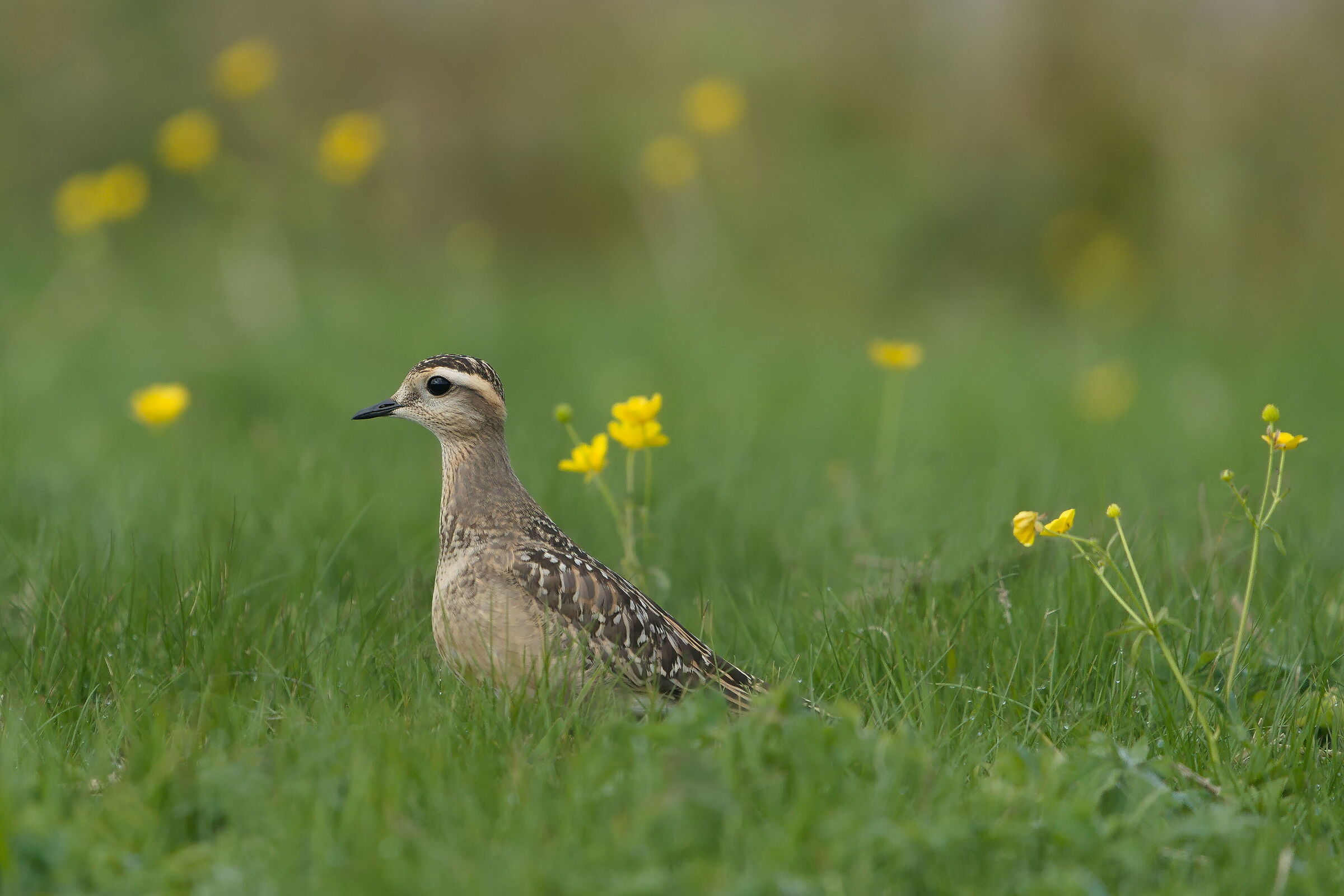 Tortolino plover