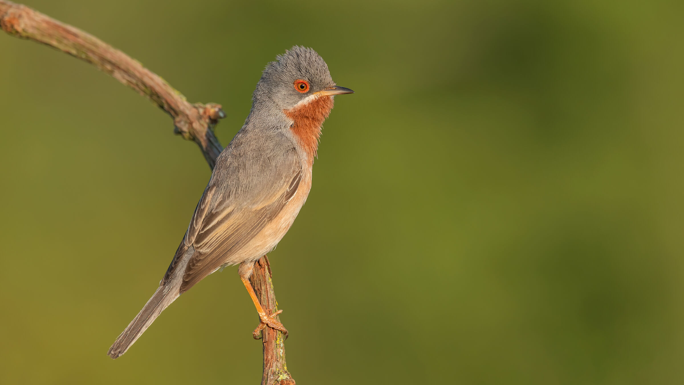 Sylvia cantillans » Subalpine Warbler