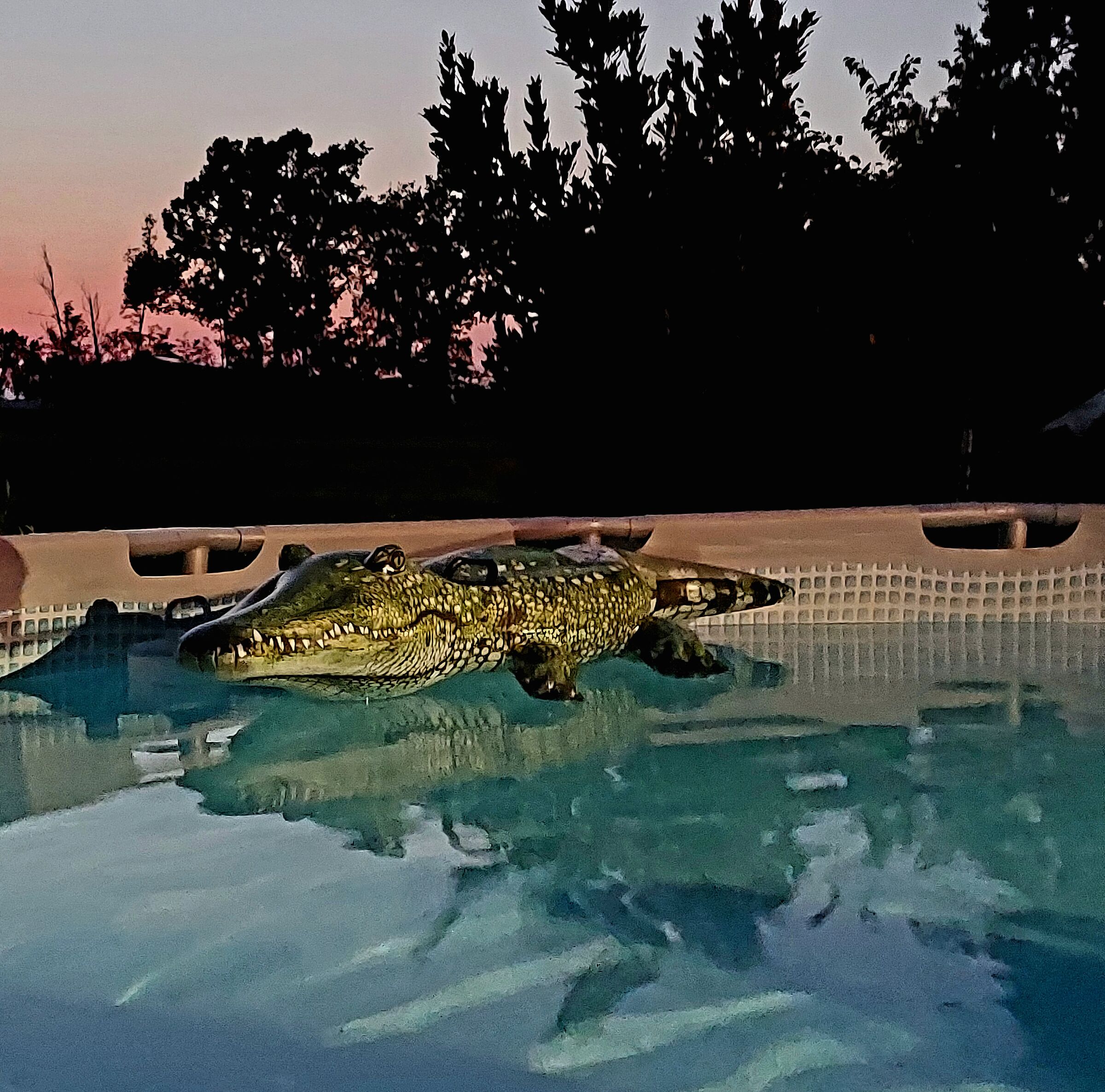 Il coccodrillo come fa