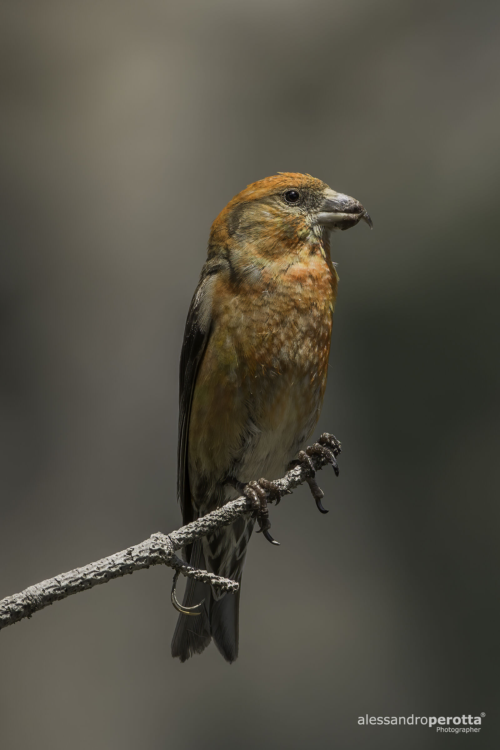 Loxia curvirostra
