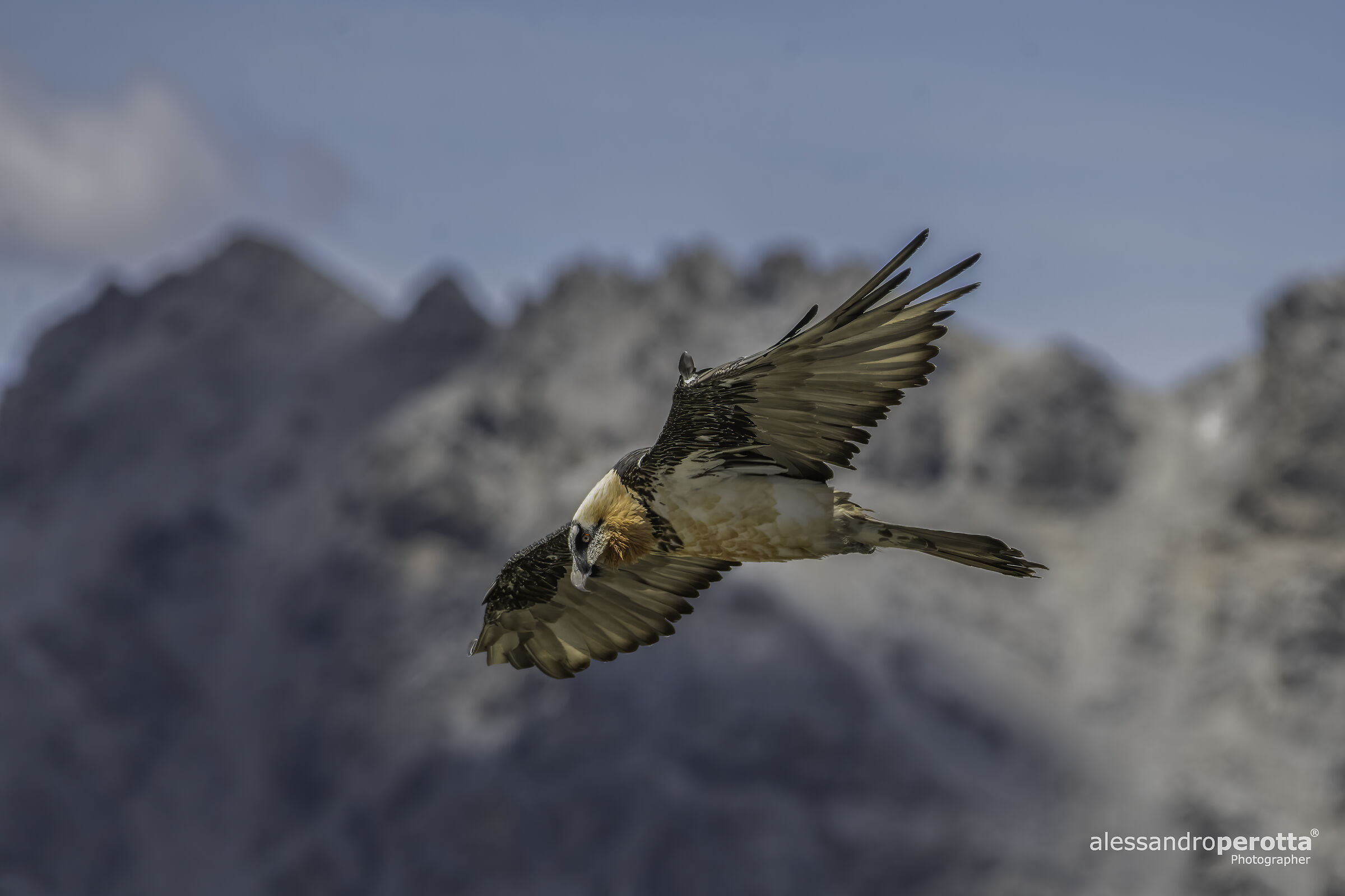 Gypaetus barbatus