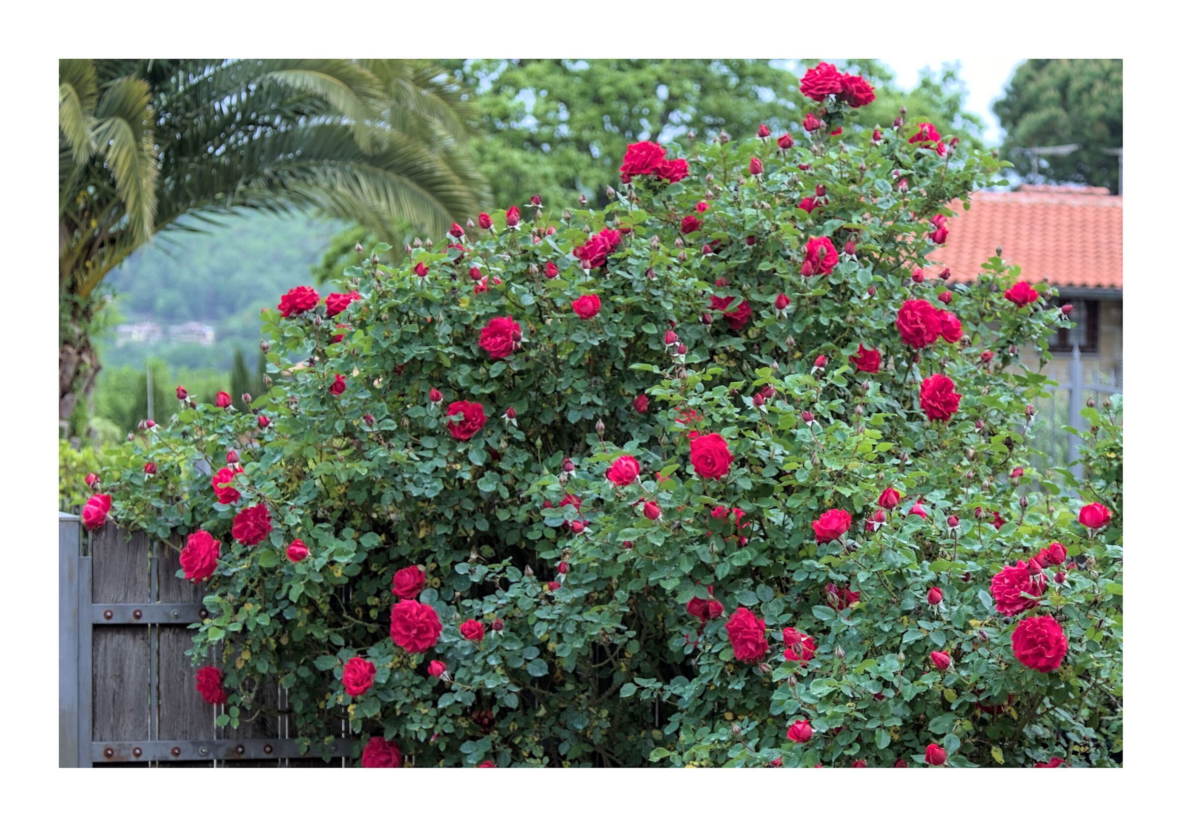 e' un'overdose di rose il mio amor