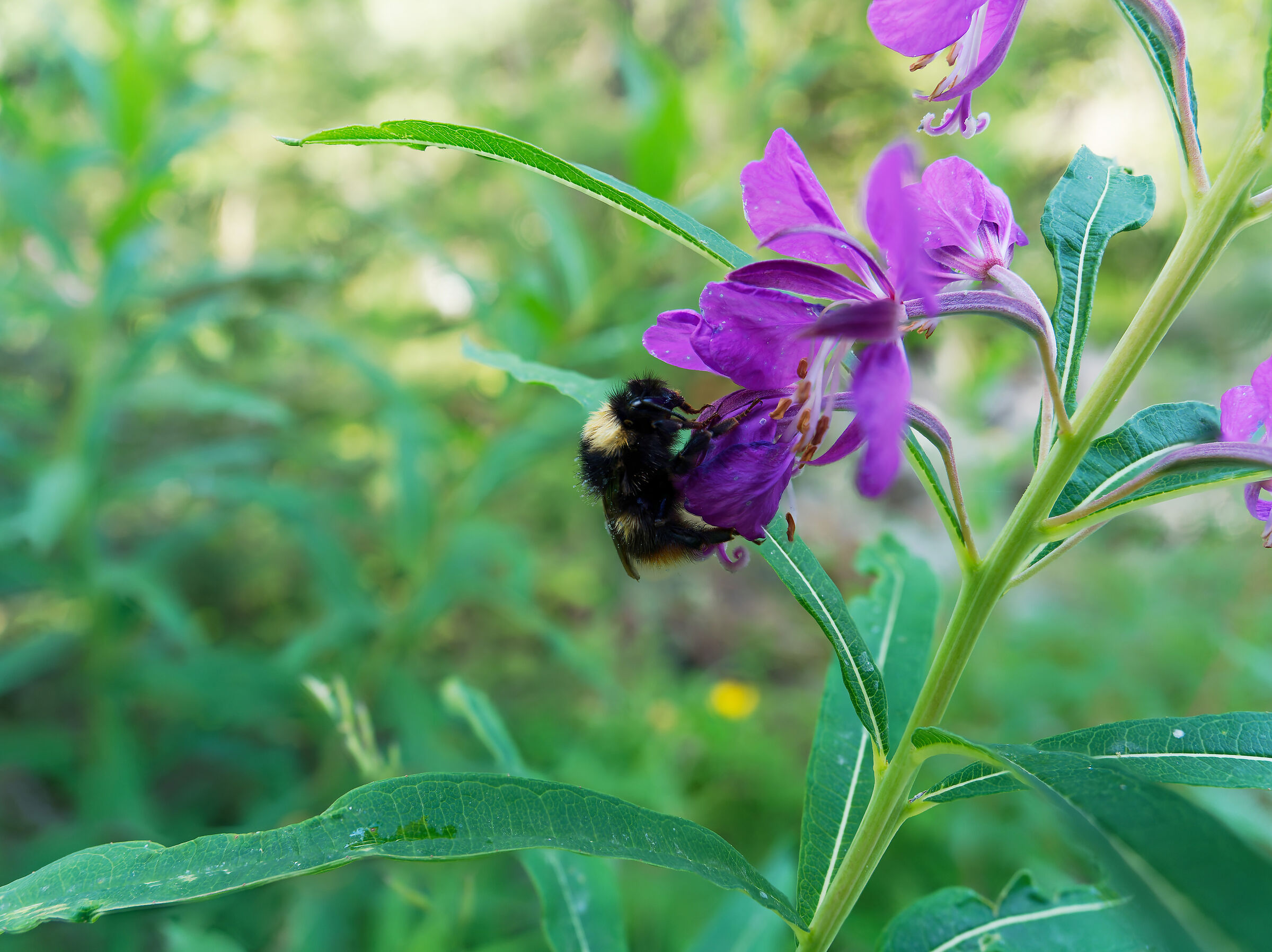 Early morning pollination