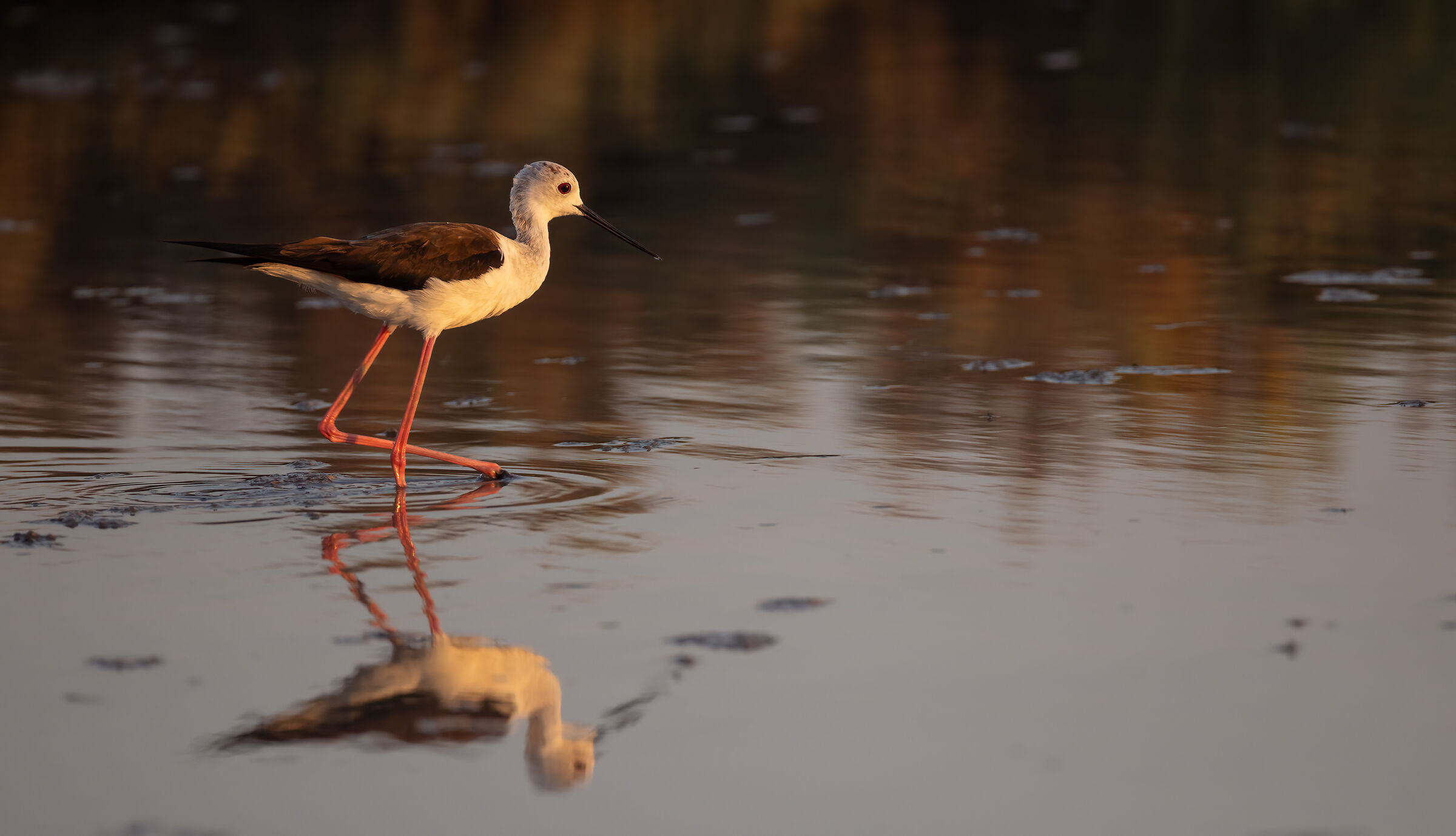 Cavaliere al tramonto