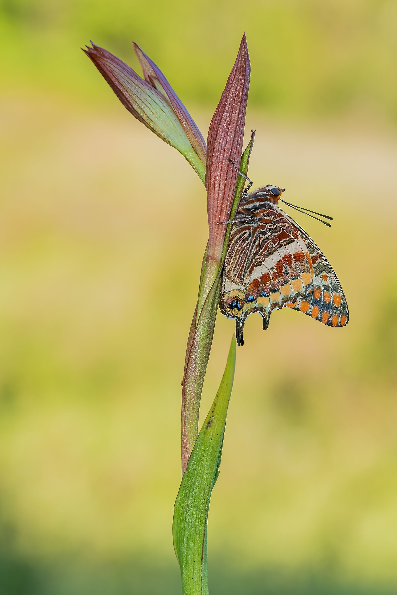 Charaxes jajus