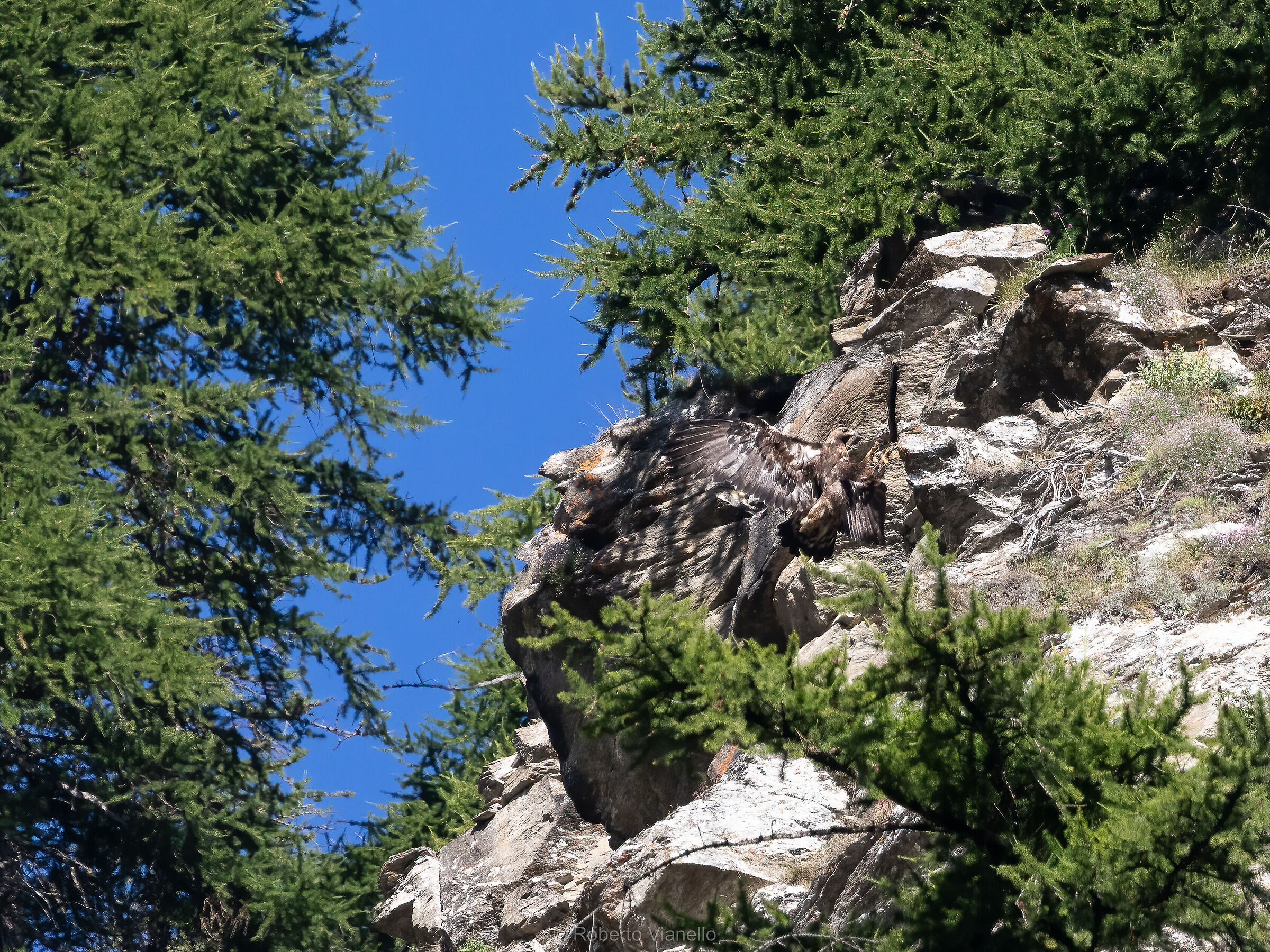 Aquila Reale (Aquila chrysaetos)